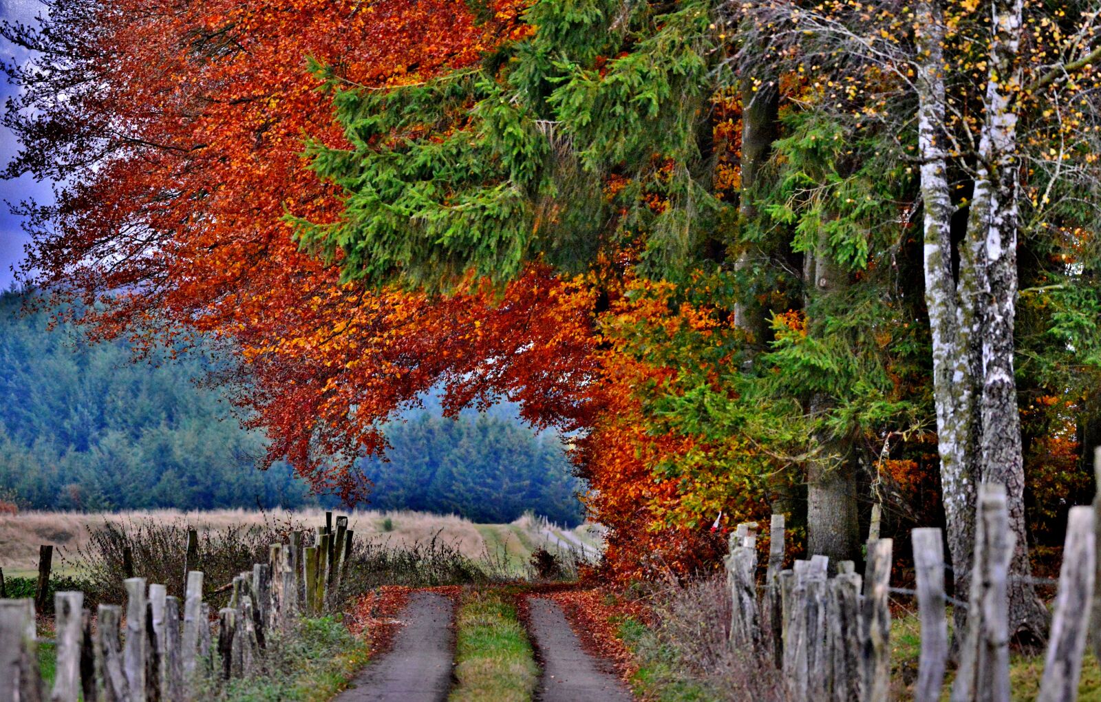 Nikon D600 sample photo. Autumn, forest path, forest photography
