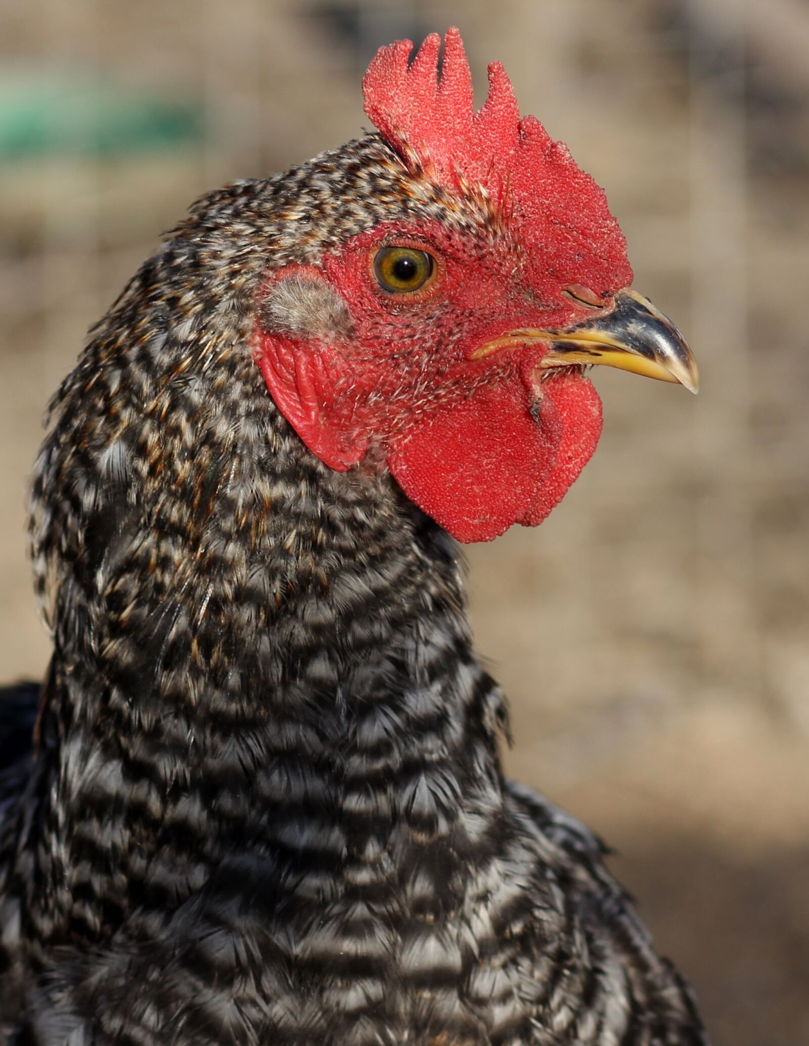Canon EOS 700D (EOS Rebel T5i / EOS Kiss X7i) + Canon EF 85mm F1.8 USM sample photo. Gaina, portrait, birds photography