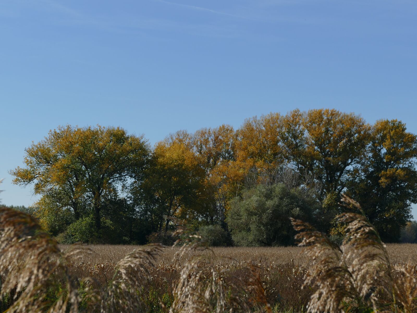 Panasonic Lumix DMC-FZ1000 sample photo. Trees, field, sky photography