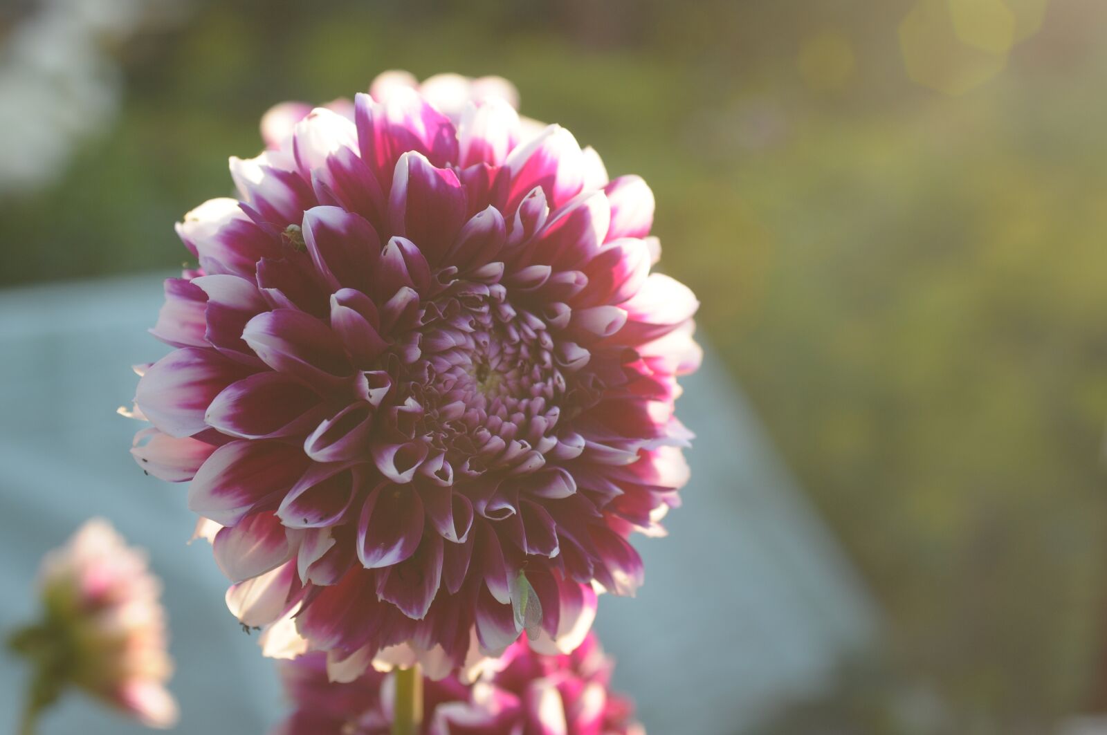 Nikon D300 sample photo. Dalia, flower, garden photography