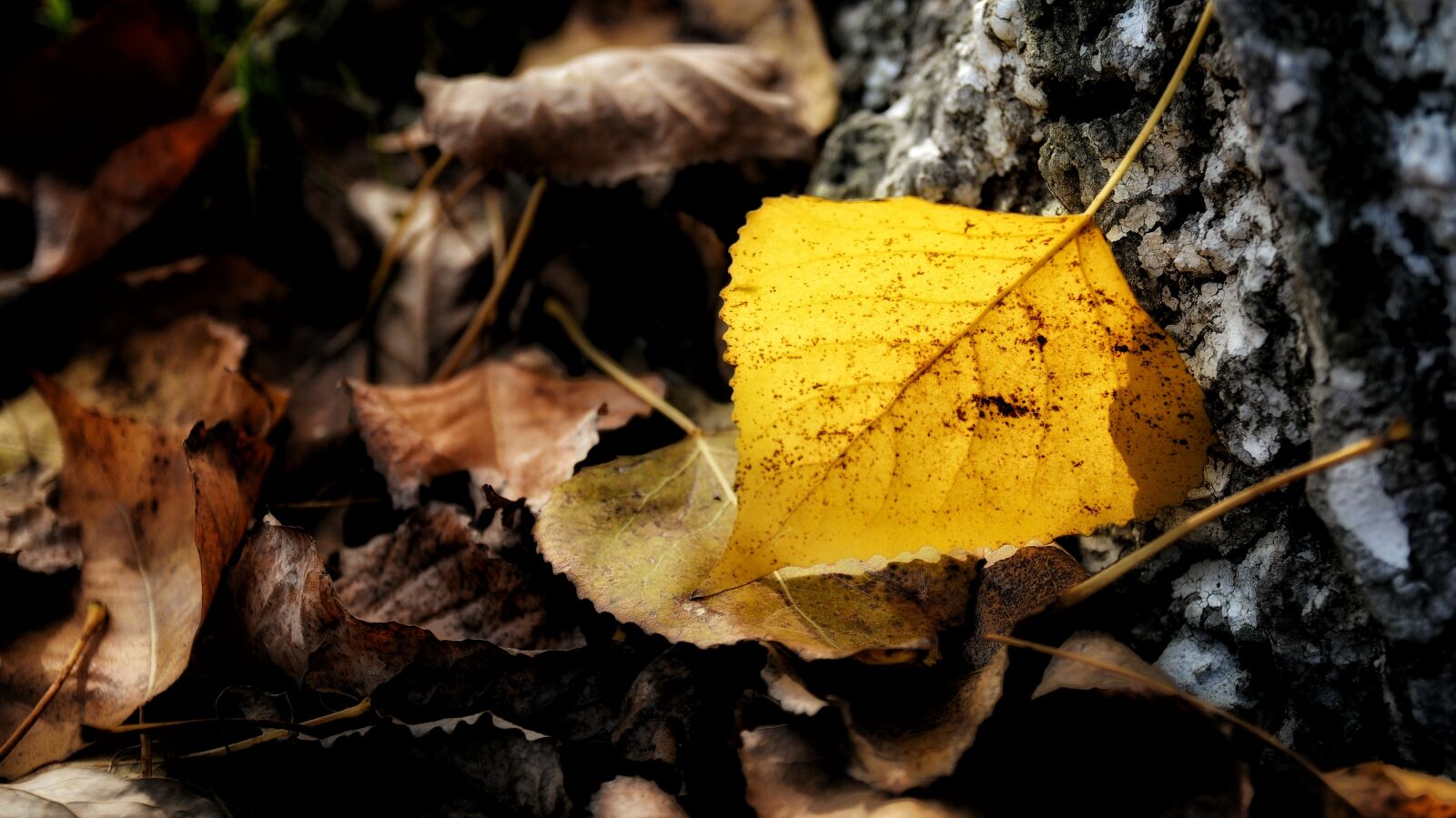 Nikon D7100 sample photo. Defoliation, senior year, autumn photography