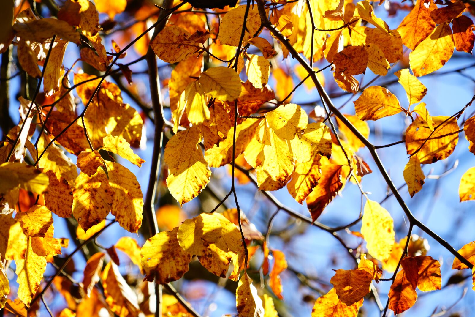 Sony a7R II sample photo. Golden autumn, beech, tree photography