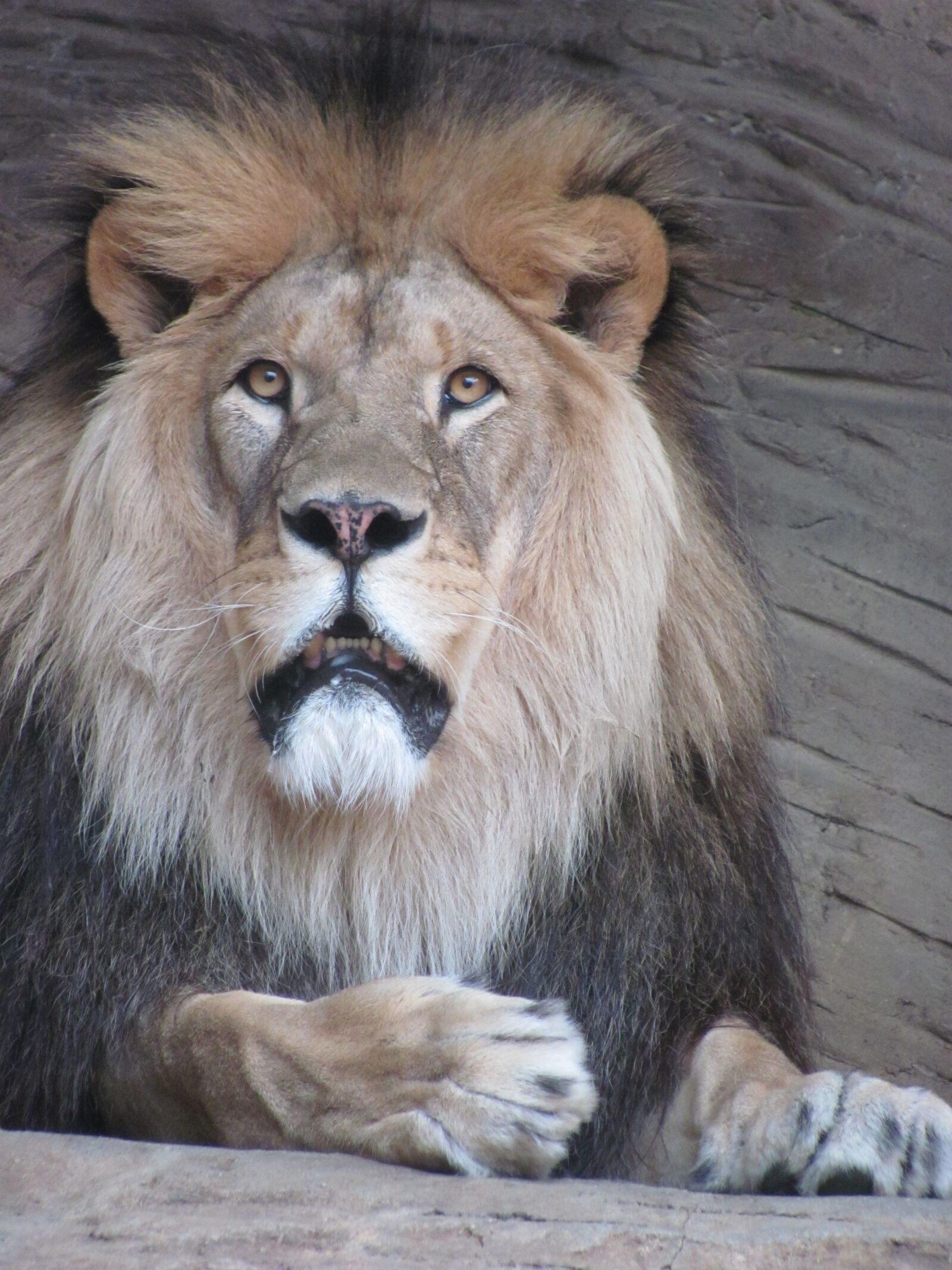 Canon PowerShot SX120 IS sample photo. The lion, leon, head photography