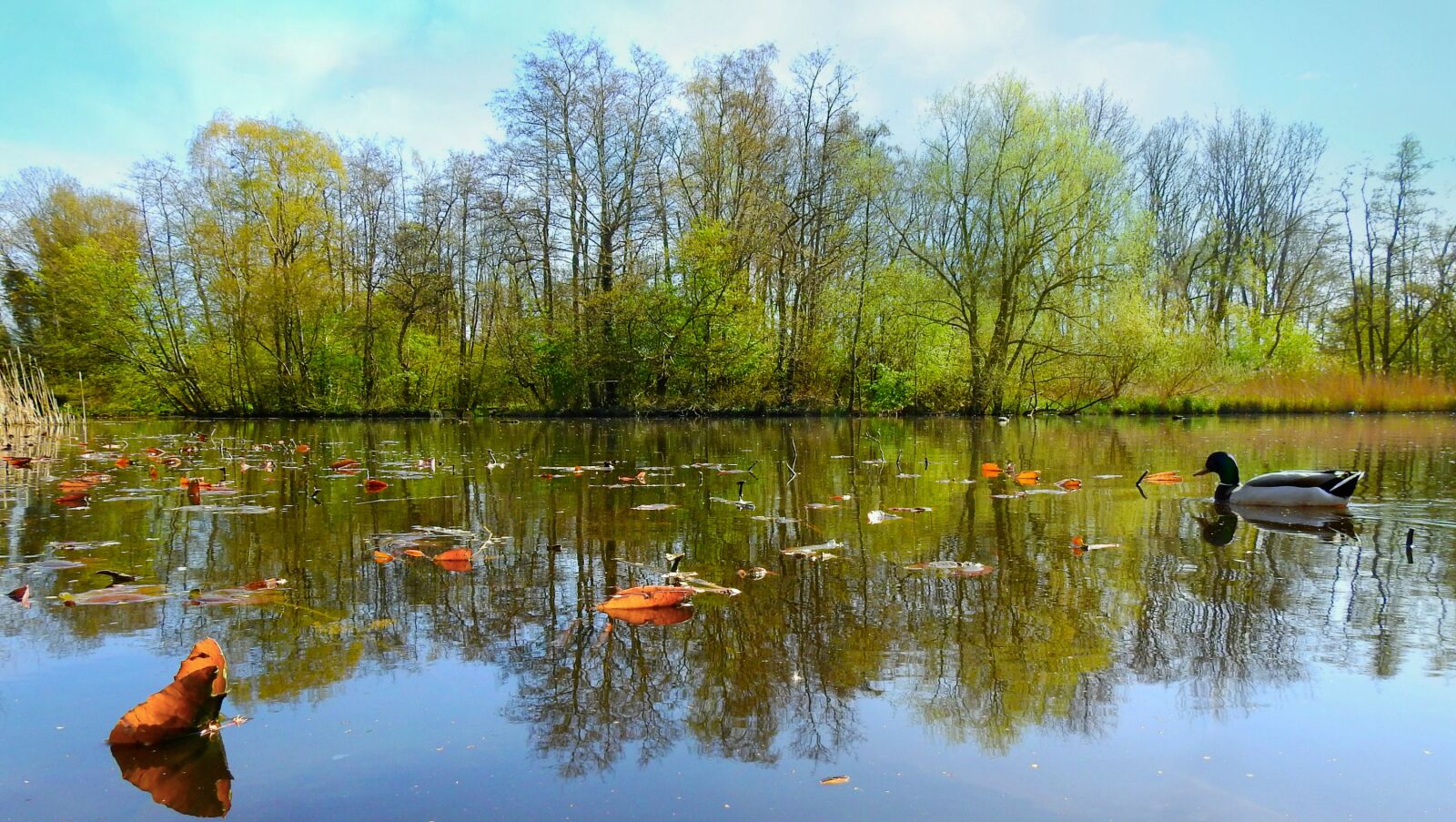 Nikon Coolpix P900 sample photo. Pond, water, reflection photography