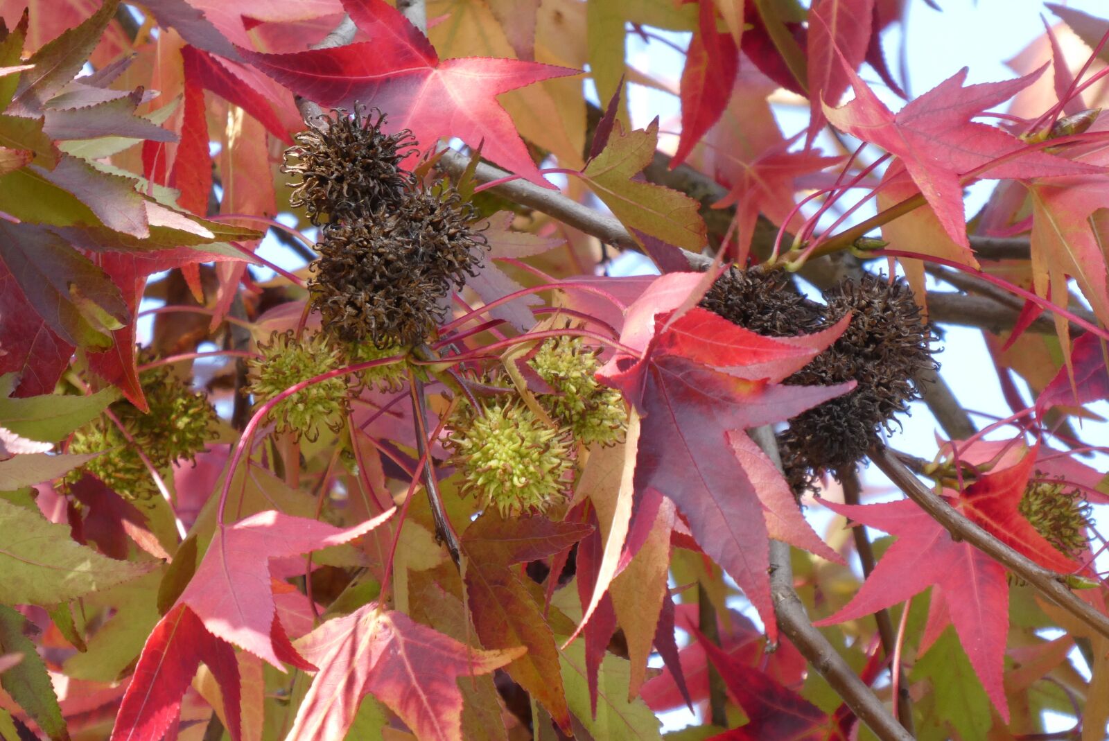 Panasonic Lumix DC-ZS70 (Lumix DC-TZ90) sample photo. Plataan, fruits, autumn photography