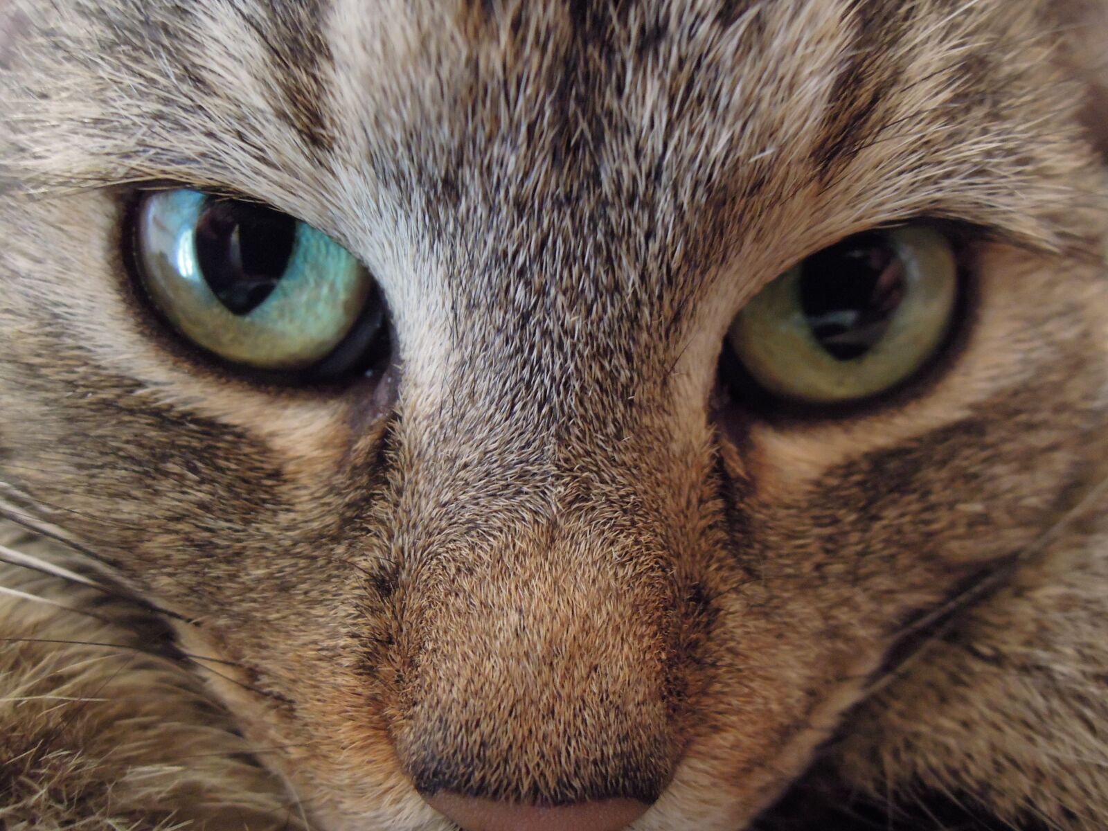 Nikon Coolpix P300 sample photo. Cat, kitten, cat head photography