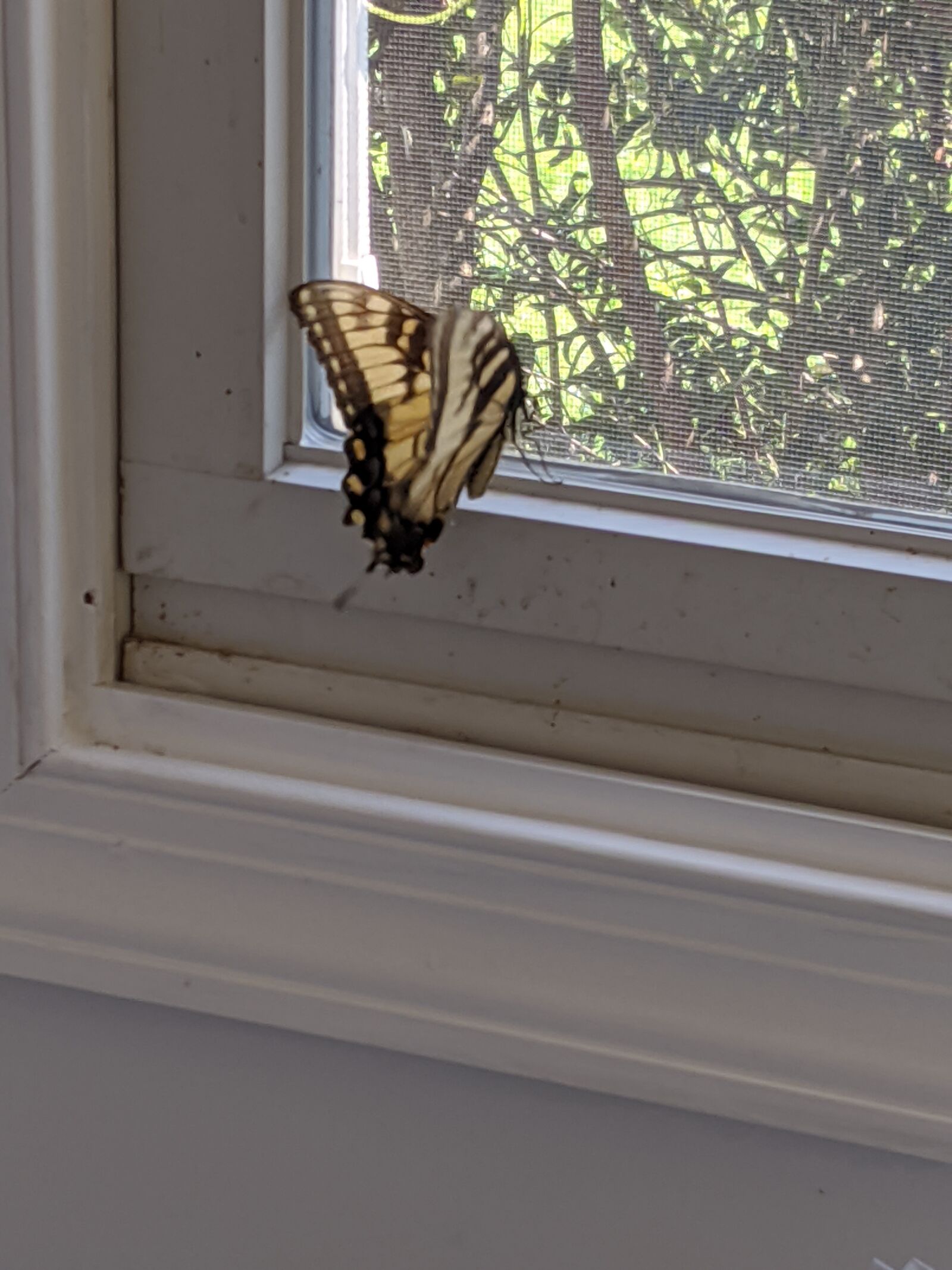 Google Pixel 3a XL sample photo. Butterfly, windowsill, beautiful insect photography