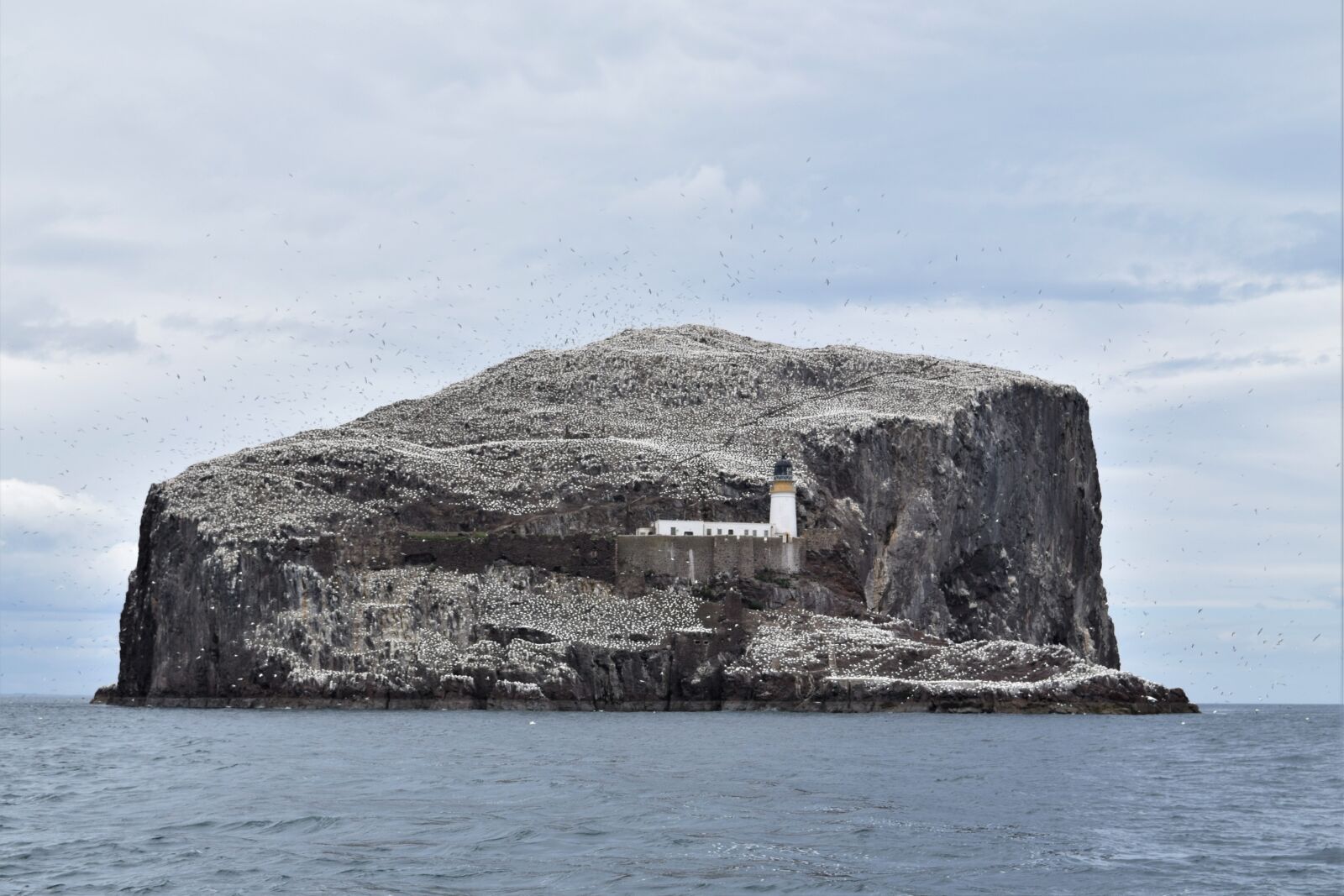 Nikon D3300 sample photo. Bass rock, gannets, seabird photography