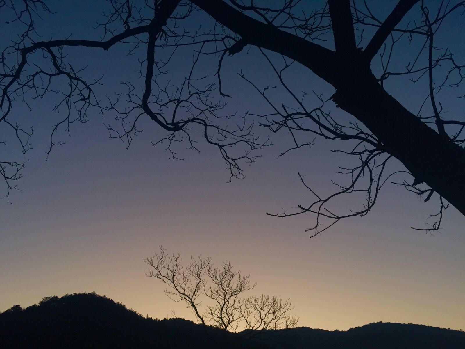Apple iPhone 6 sample photo. Twilight, the old tree photography