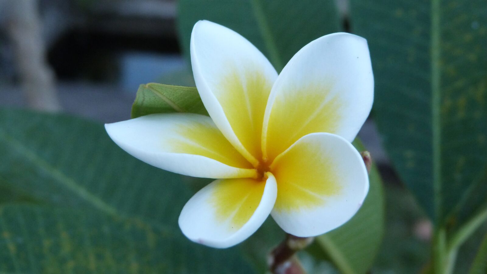 Panasonic Lumix DMC-FZ47 (Lumix DMC-FZ48) sample photo. Bali, flower, frangipani photography