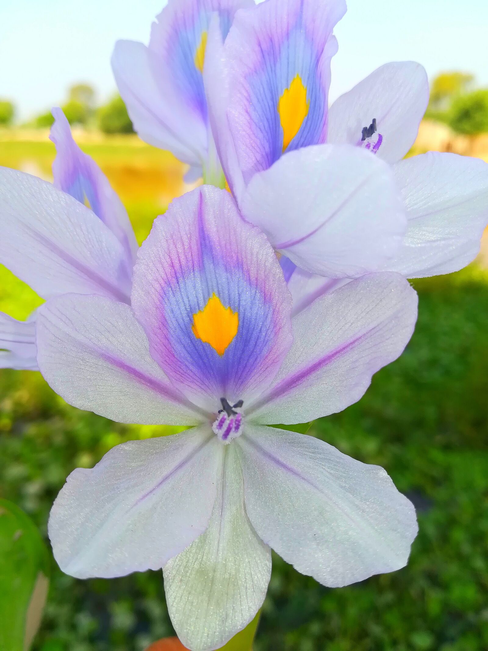 HUAWEI P10 lite sample photo. Nature, flower, delicate photography