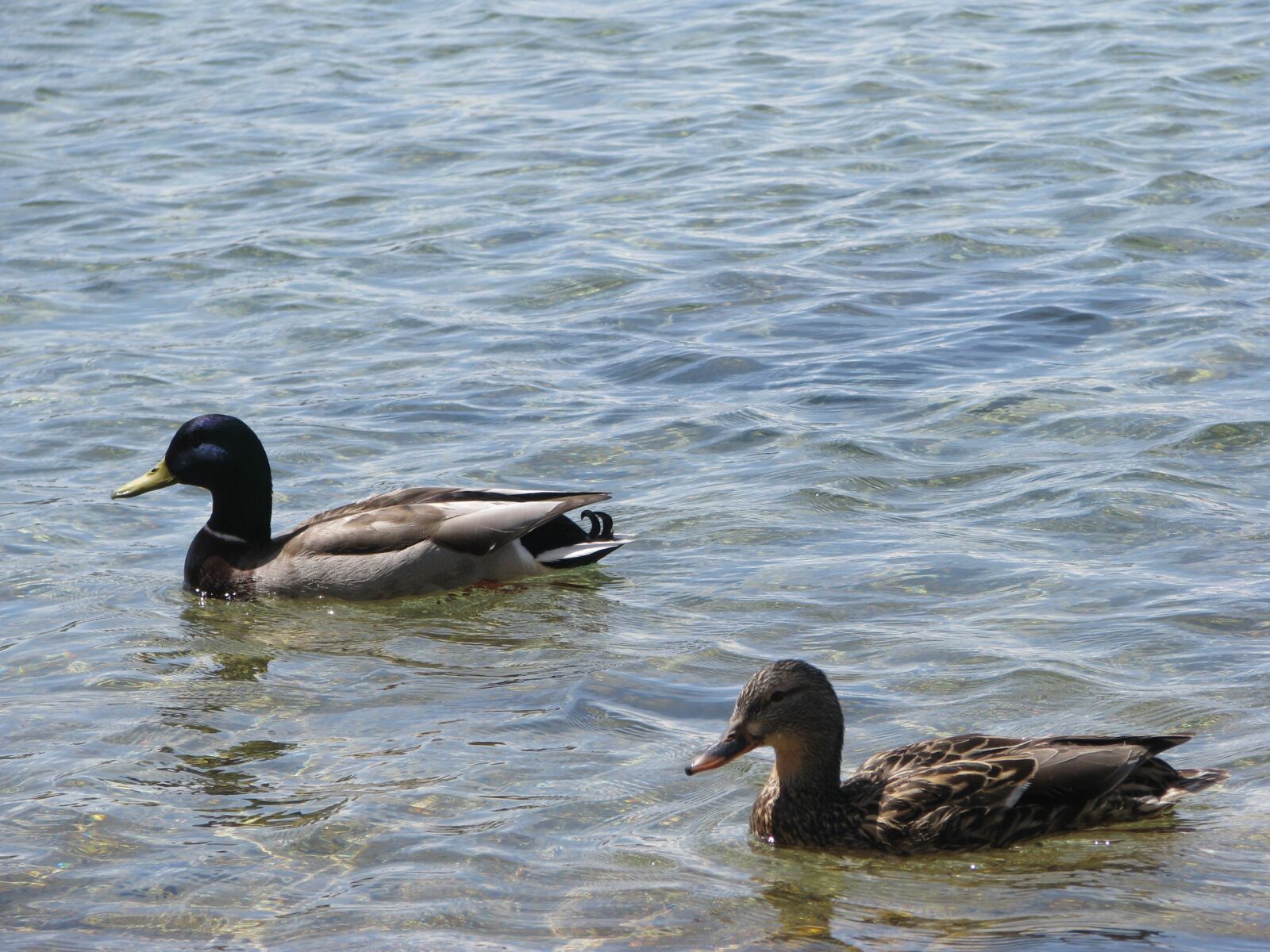 Canon POWERSHOT S5 IS sample photo. Duck, lake, water photography