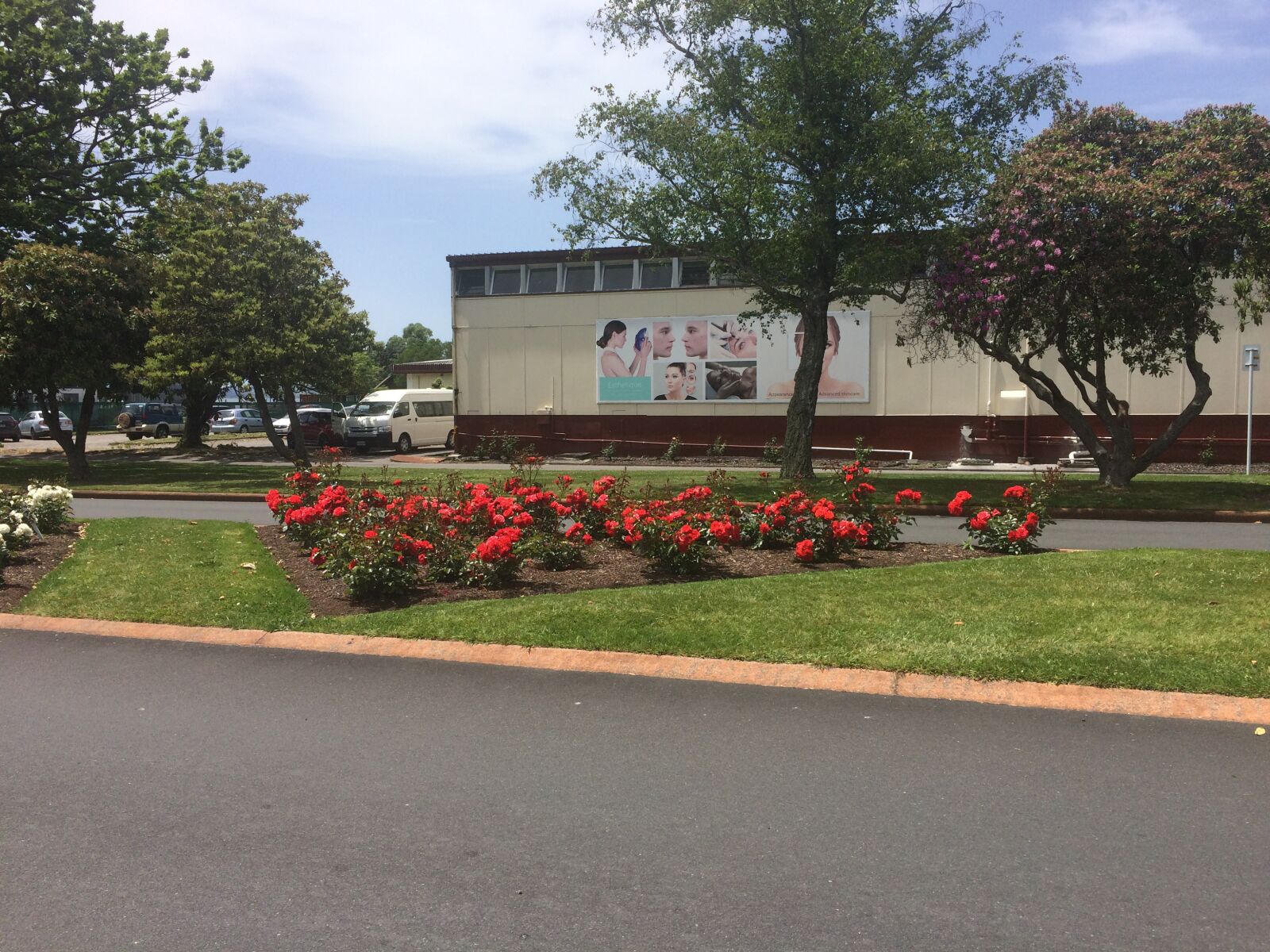 iPhone 5s back camera 4.15mm f/2.2 sample photo. Rotorua, flowers, street view photography
