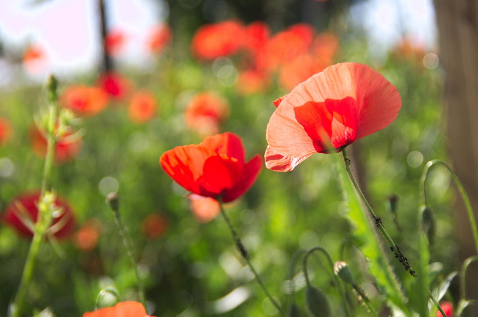 Pentax K-5 sample photo. Flower, poppy, poppies photography