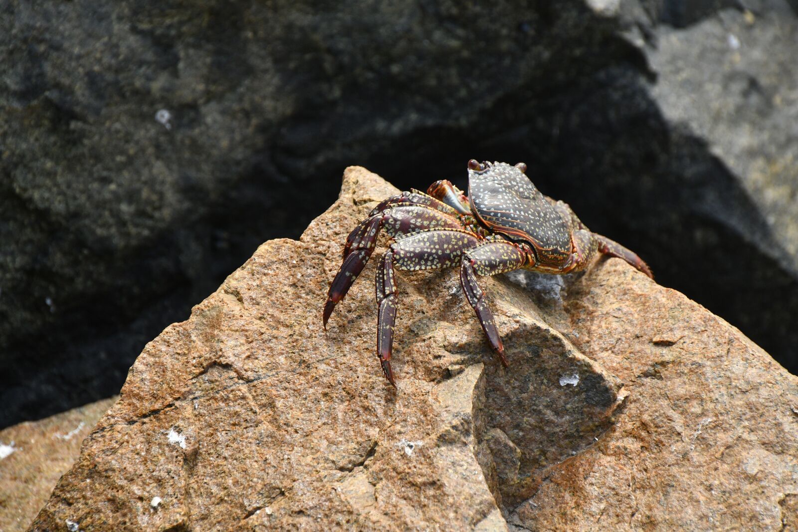 Nikon D500 sample photo. Cancer, lima, beach photography