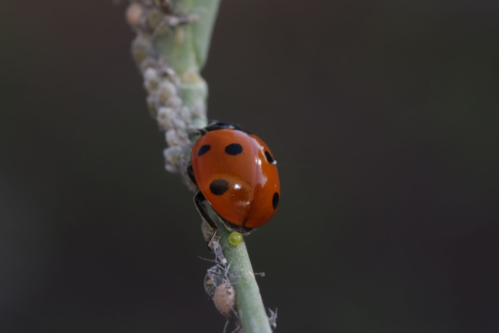Canon EOS 7D Mark II sample photo. Ladybug, siebenpunkt, red photography