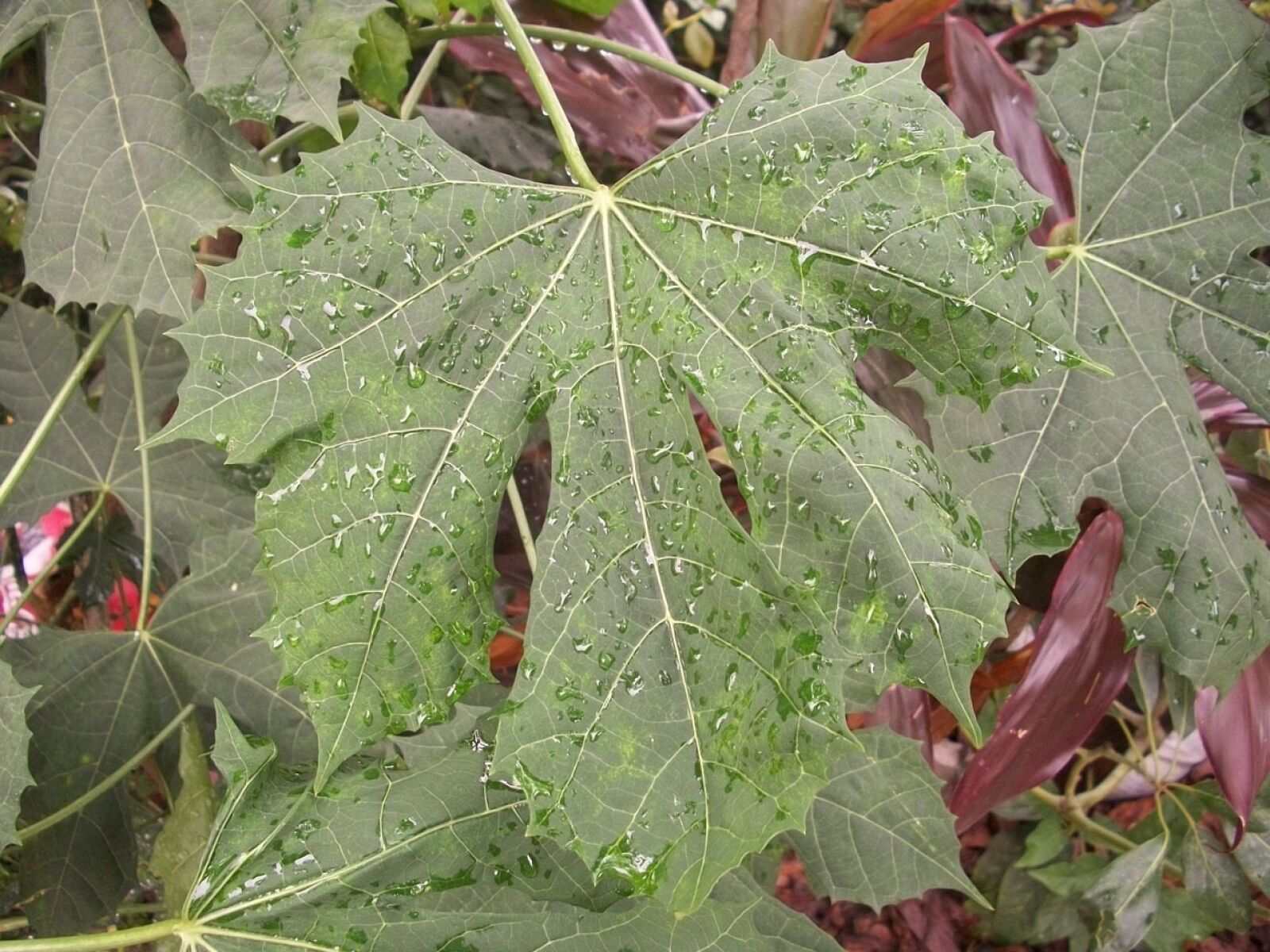 Kodak EASYSHARE M340 DIGITAL CAMERA sample photo. Leaf, drops, water photography