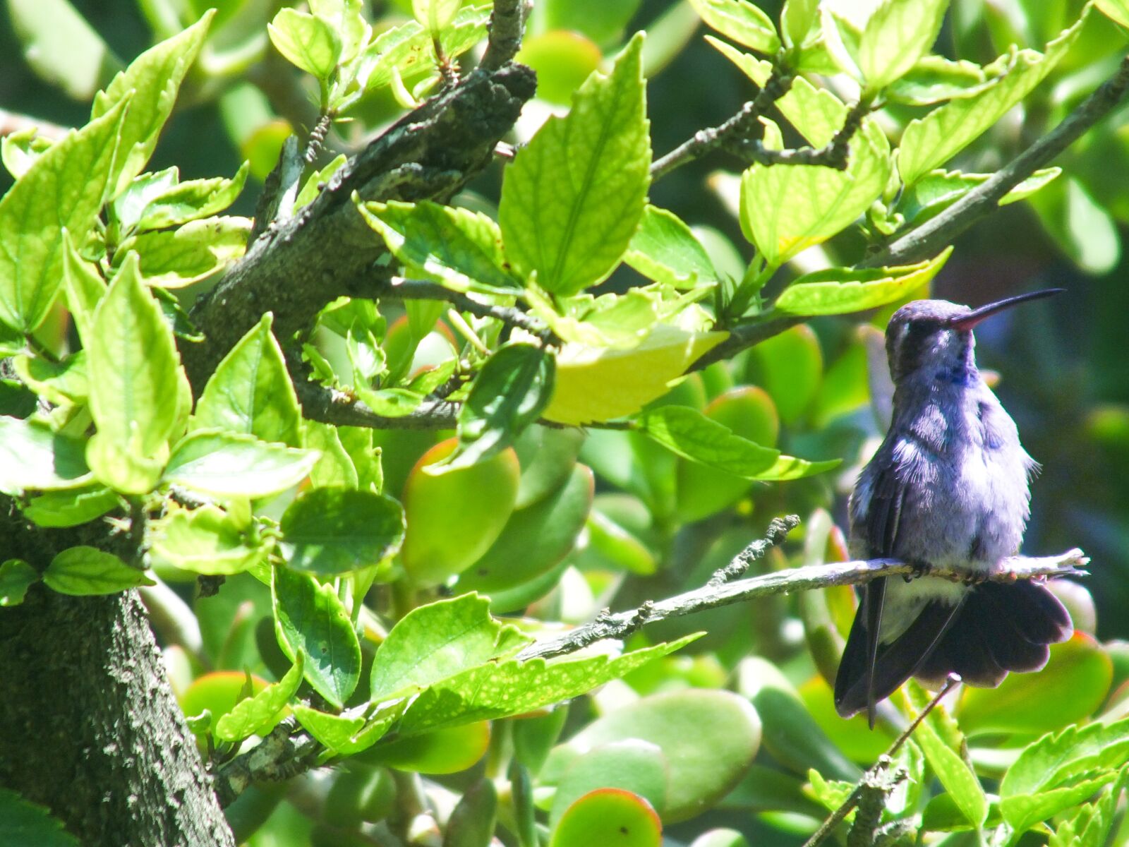 Fujifilm FinePix HS25EXR sample photo. Bird, hummingbird, nature photography