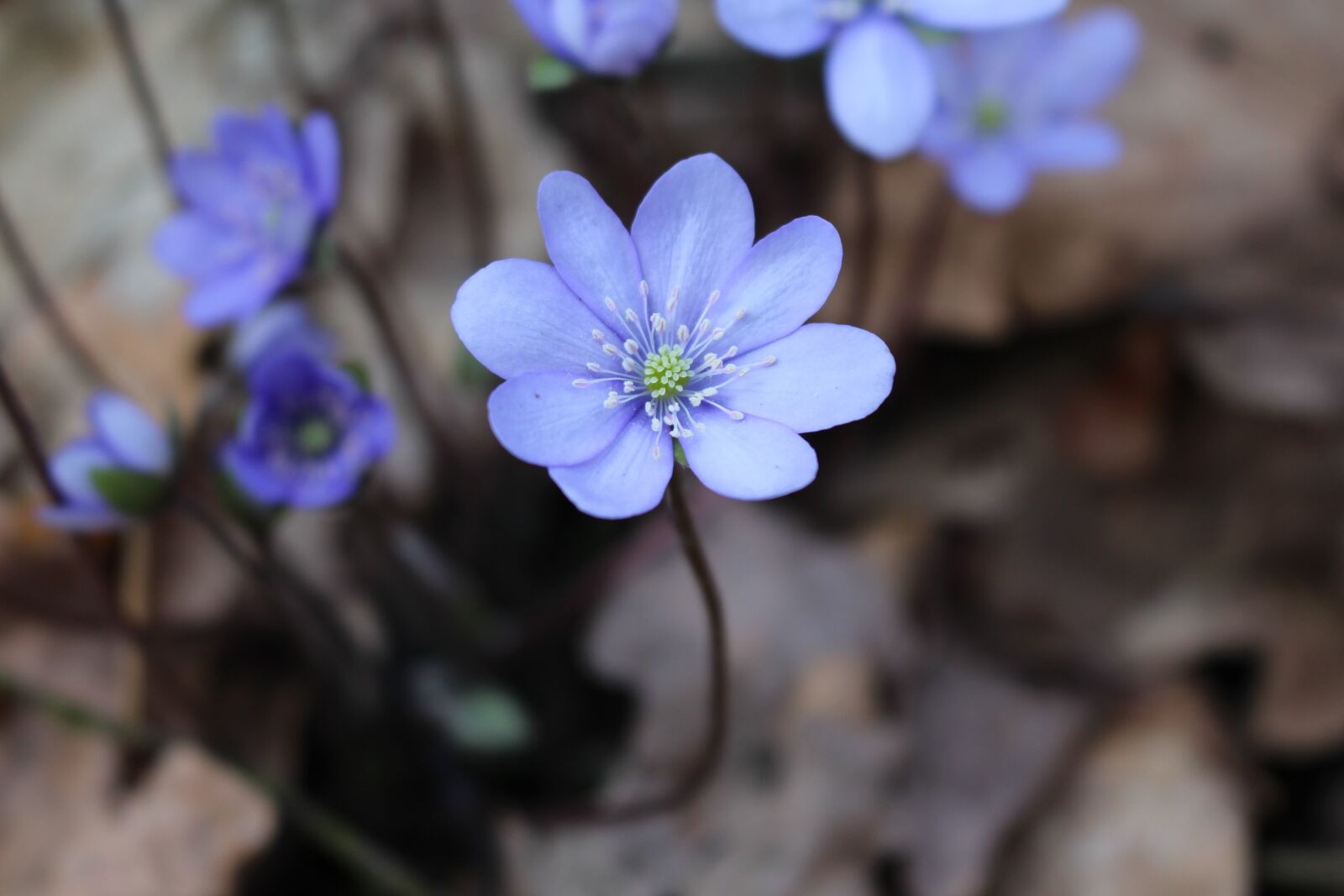 Canon EOS 700D (EOS Rebel T5i / EOS Kiss X7i) sample photo. Flower, nature, spring photography