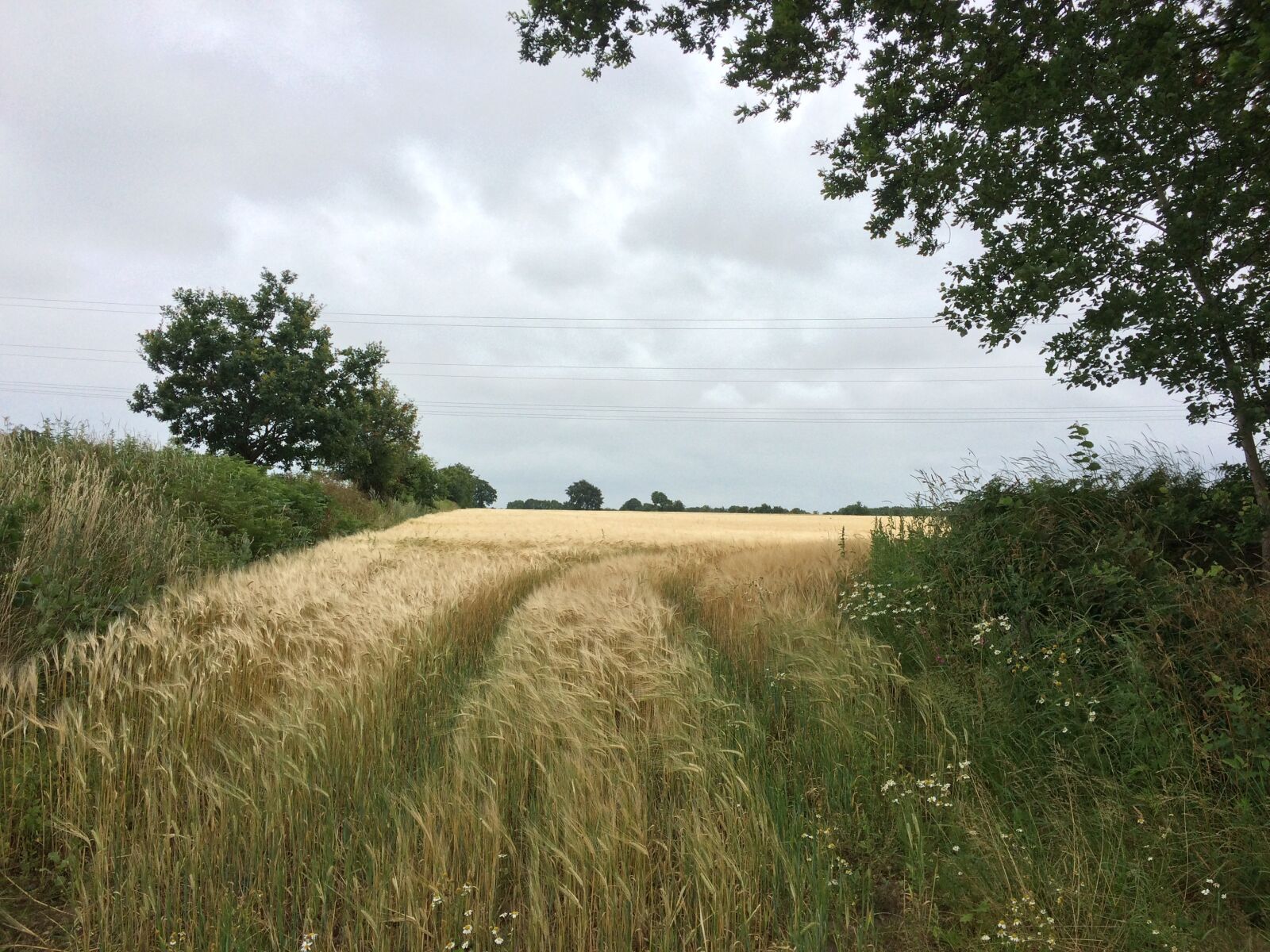 iPhone 5s back camera 4.15mm f/2.2 sample photo. Cornfield, field, cereals photography