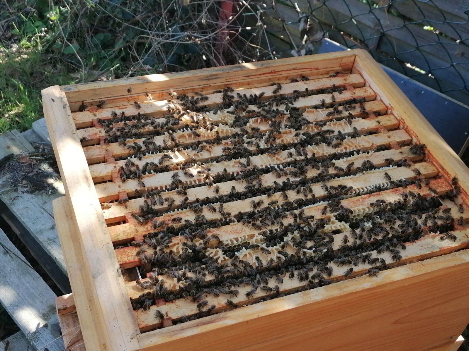HUAWEI P30 LITE sample photo. Honey bees, honey bee photography