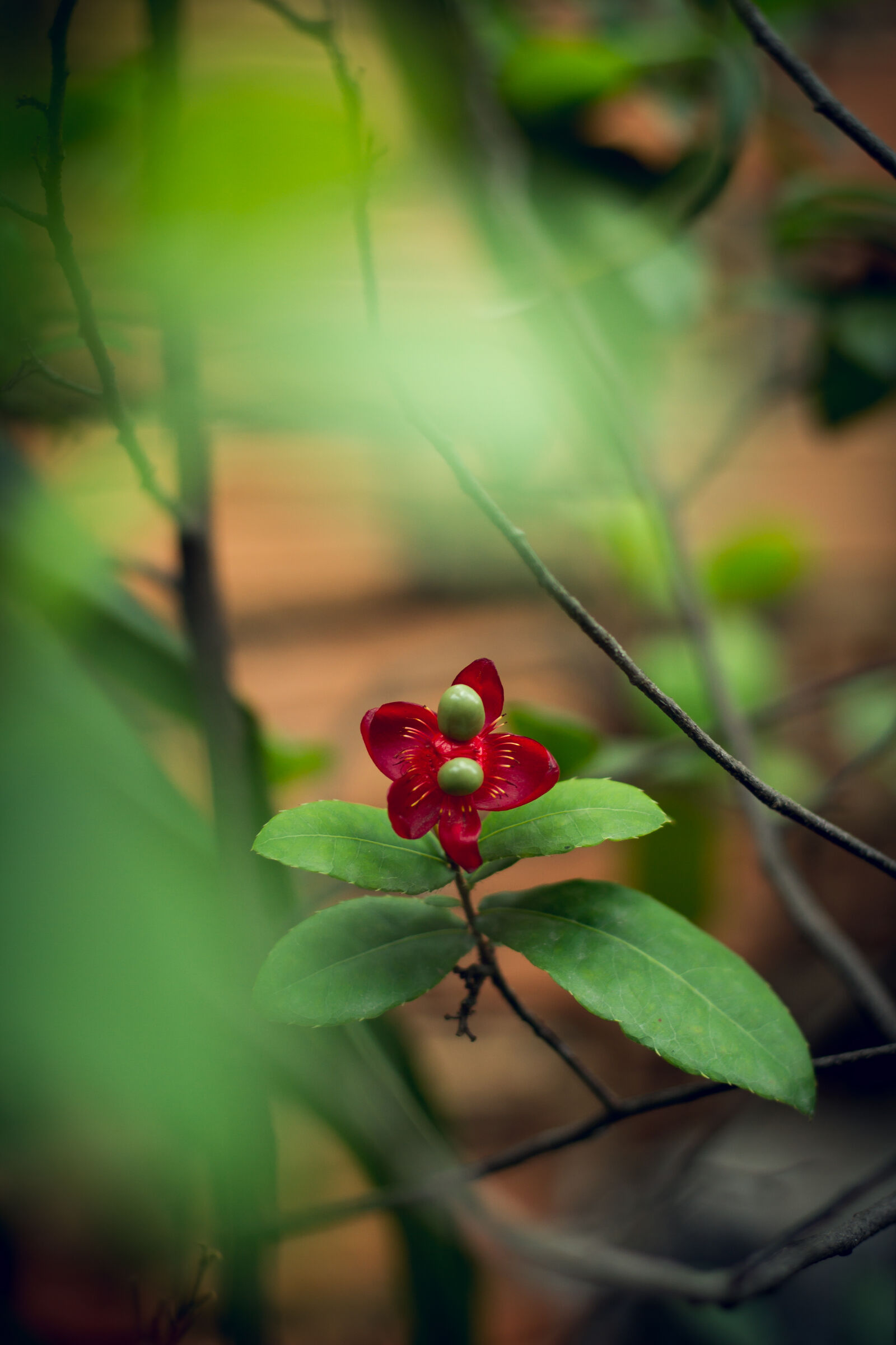 Canon EOS 7D + Canon EF 50mm F1.8 STM sample photo. Beautiful, flowers, coffee, garden photography