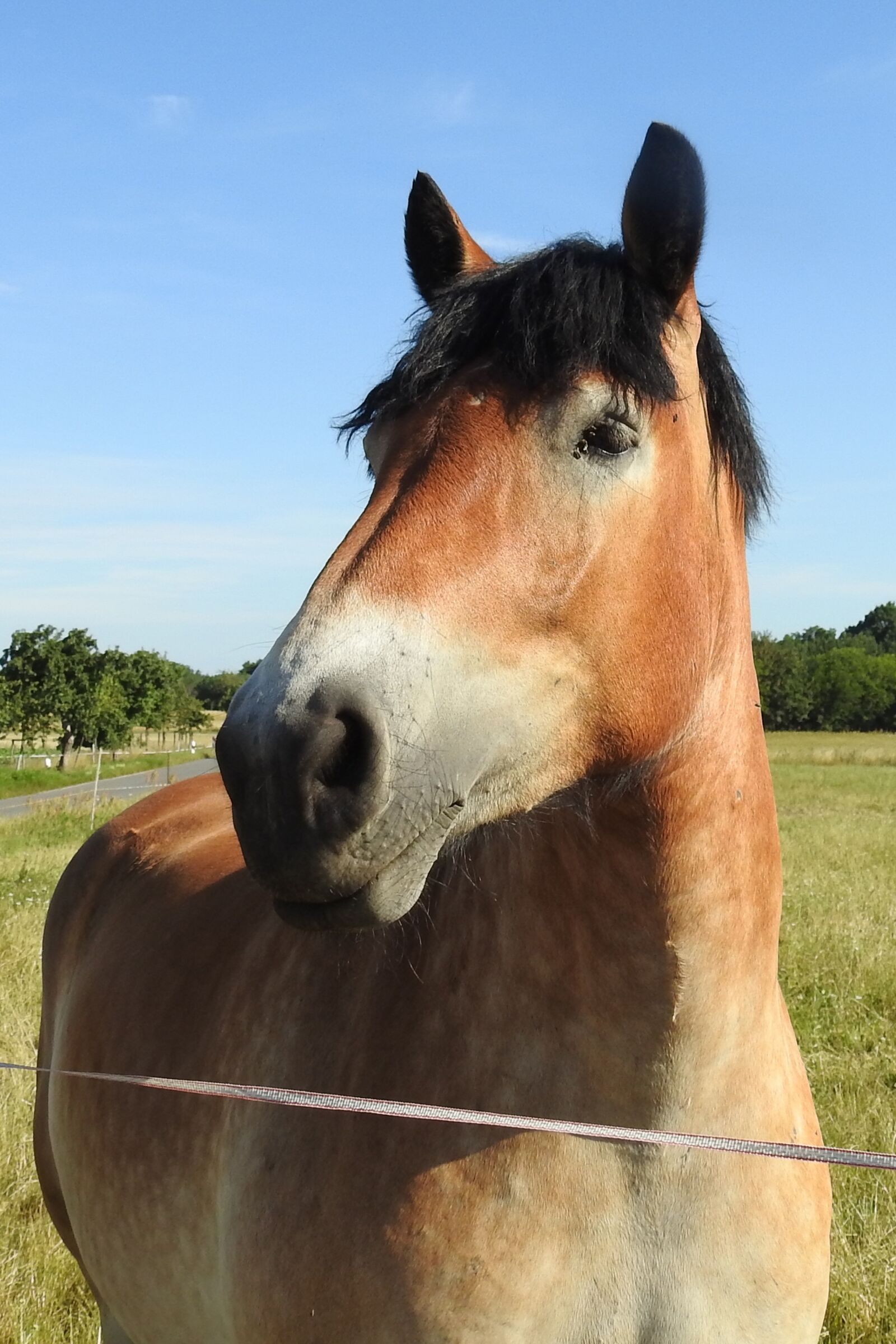 Nikon Coolpix P900 sample photo. Horse, cold blooded animals photography