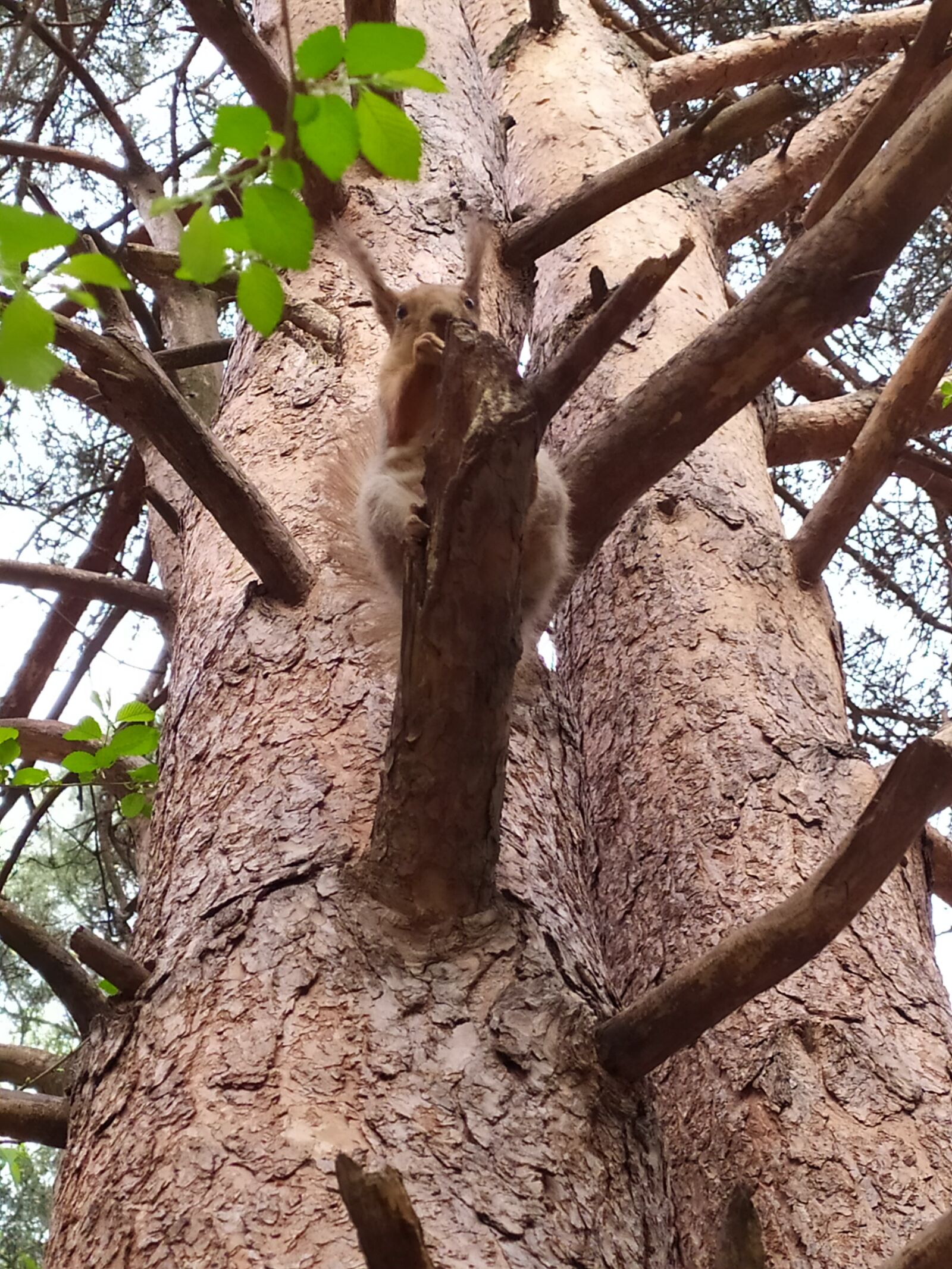 Xiaomi Redmi Note 7 sample photo. белка, сосна, squirrel photography