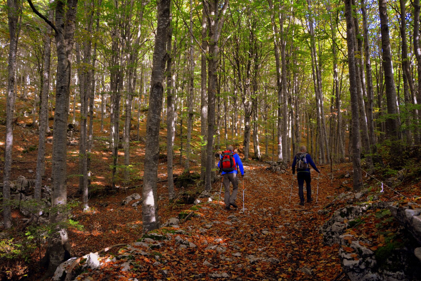 Nikon D7100 sample photo. Excursion, forest, autumn photography