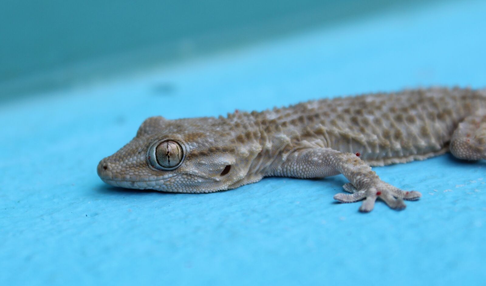 Canon EOS 1200D (EOS Rebel T5 / EOS Kiss X70 / EOS Hi) sample photo. Reptilia, wild life, lizard photography
