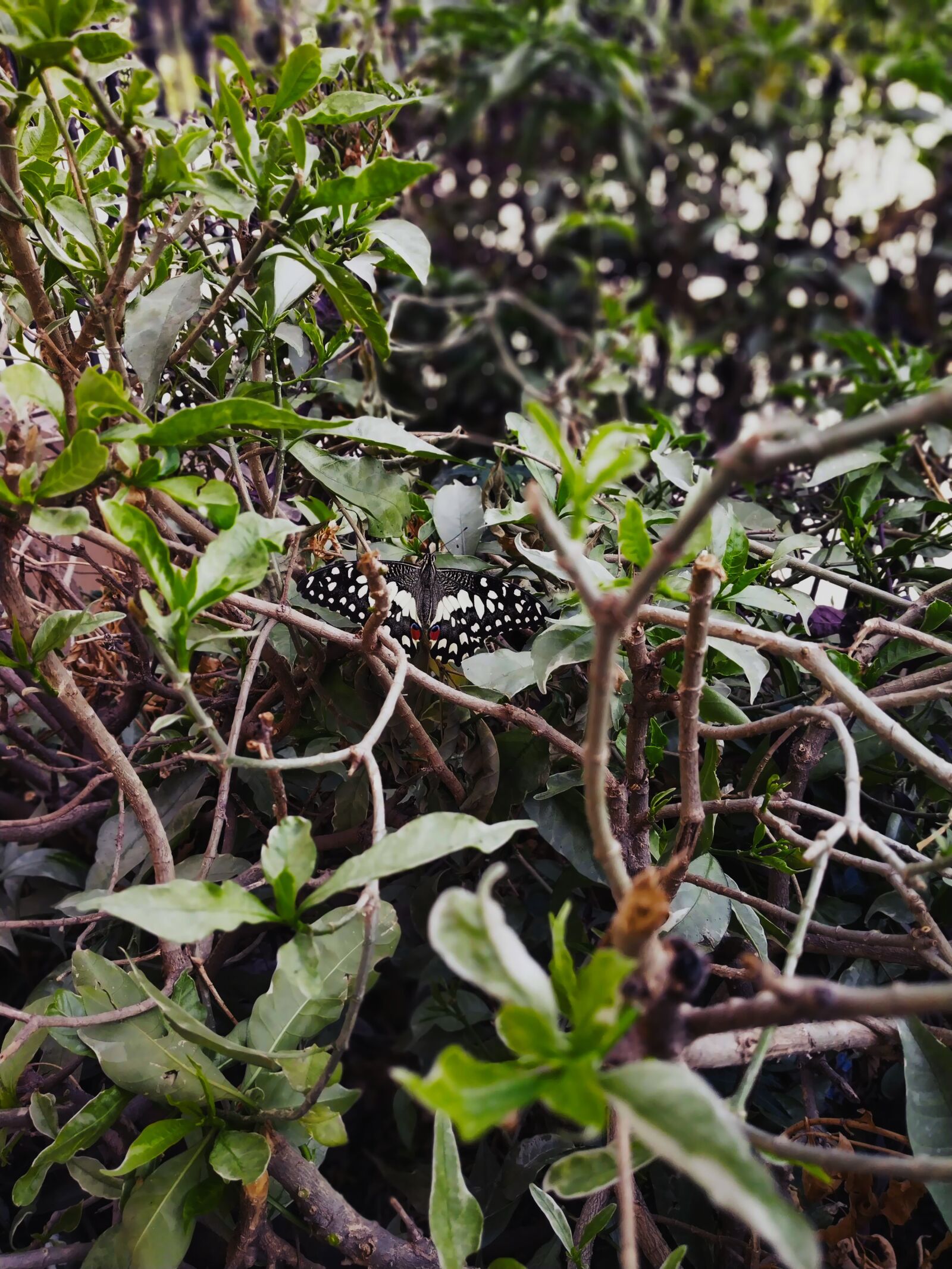 Xiaomi Redmi Note 5 Pro sample photo. Butterfly, nature, insect photography