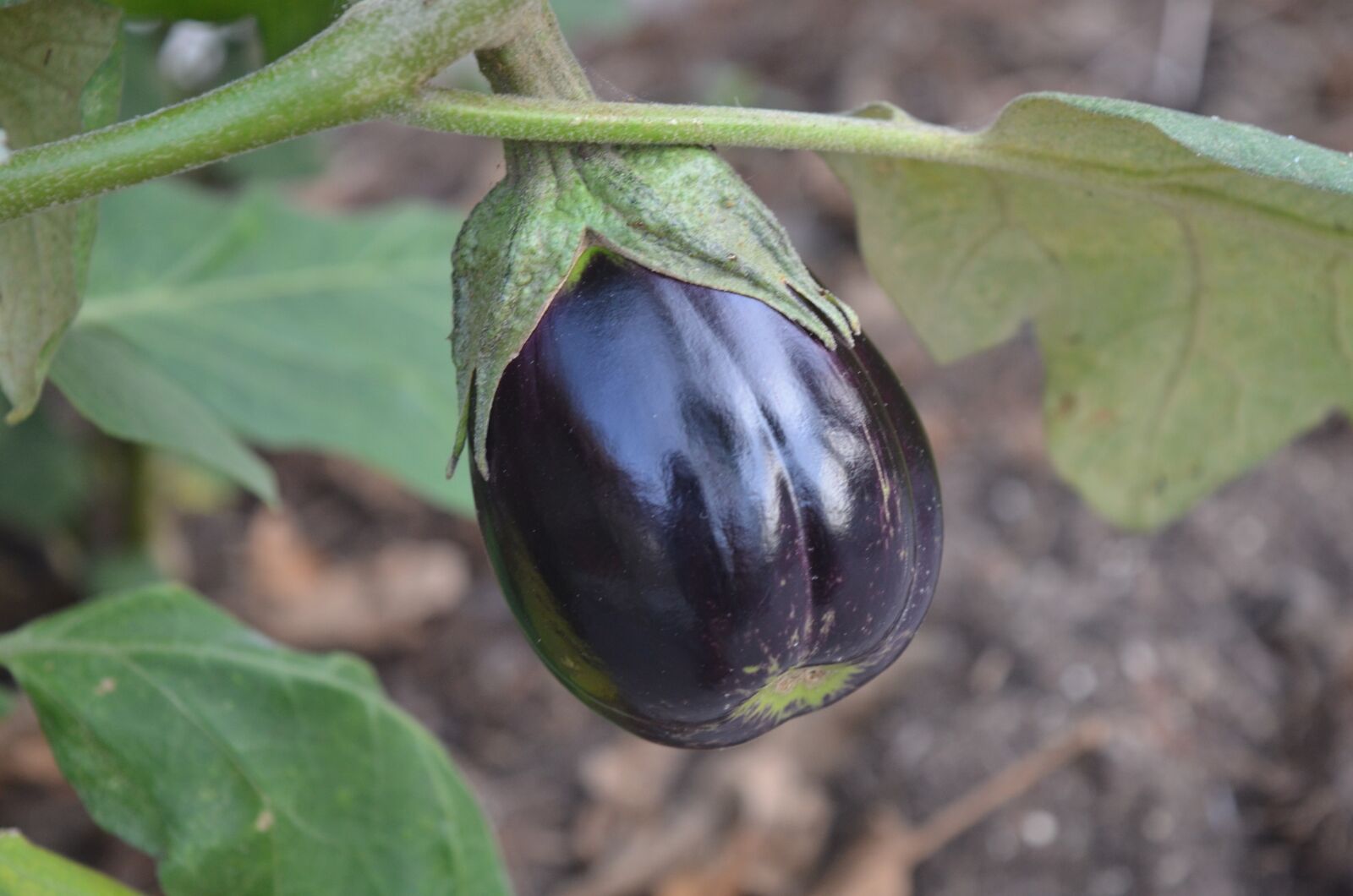 Nikon D7000 sample photo. Eggplant, harvest, organic photography