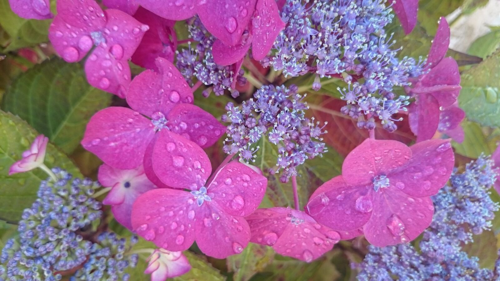 Sony Xperia Z2 sample photo. Nature, flower, rain photography