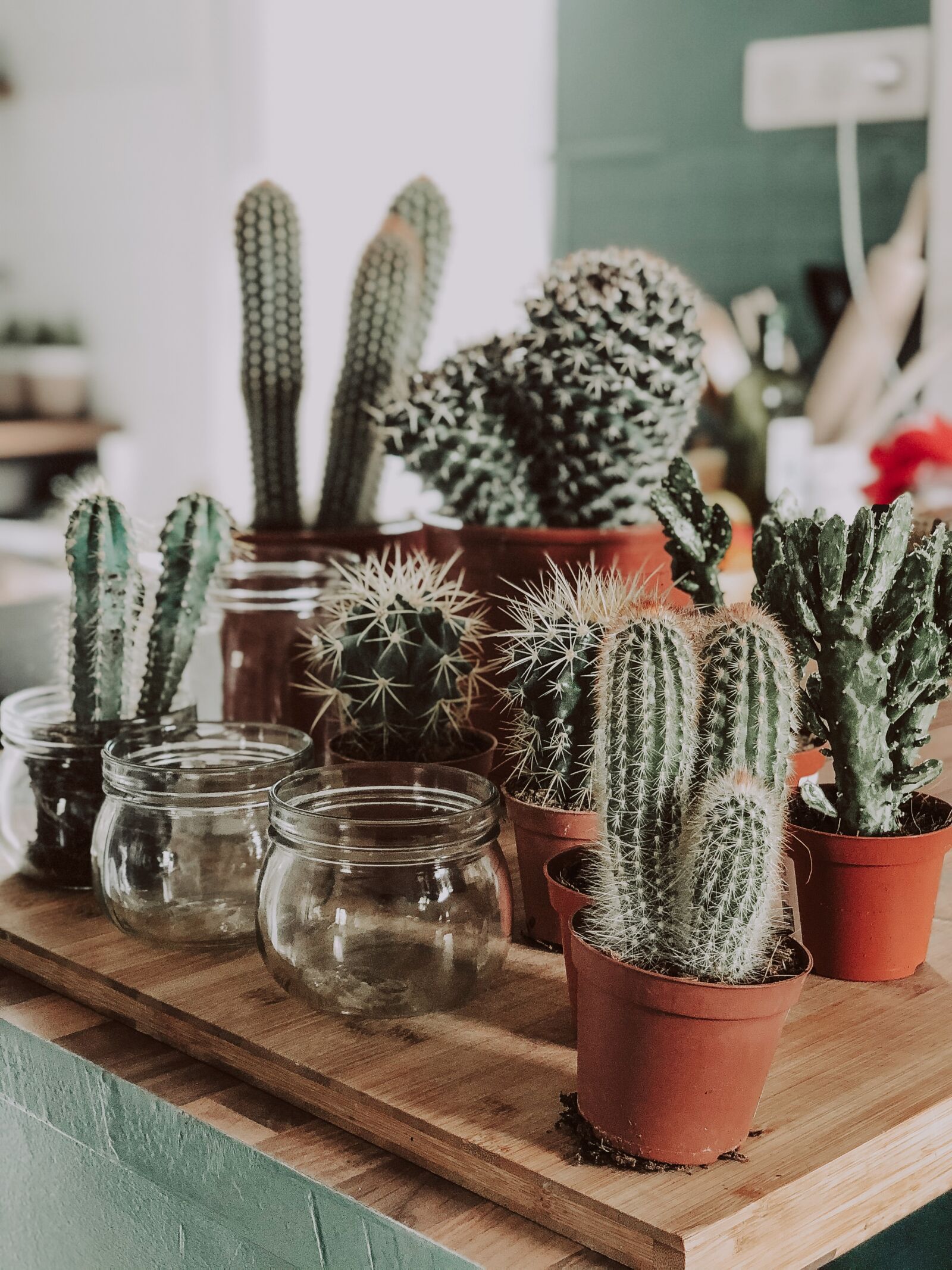 iPhone X back dual camera 6mm f/2.4 sample photo. Cactus, decoration, plant photography
