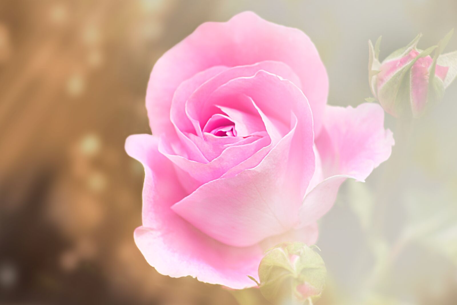 Canon EOS 20D sample photo. Flower, spring, nature photography