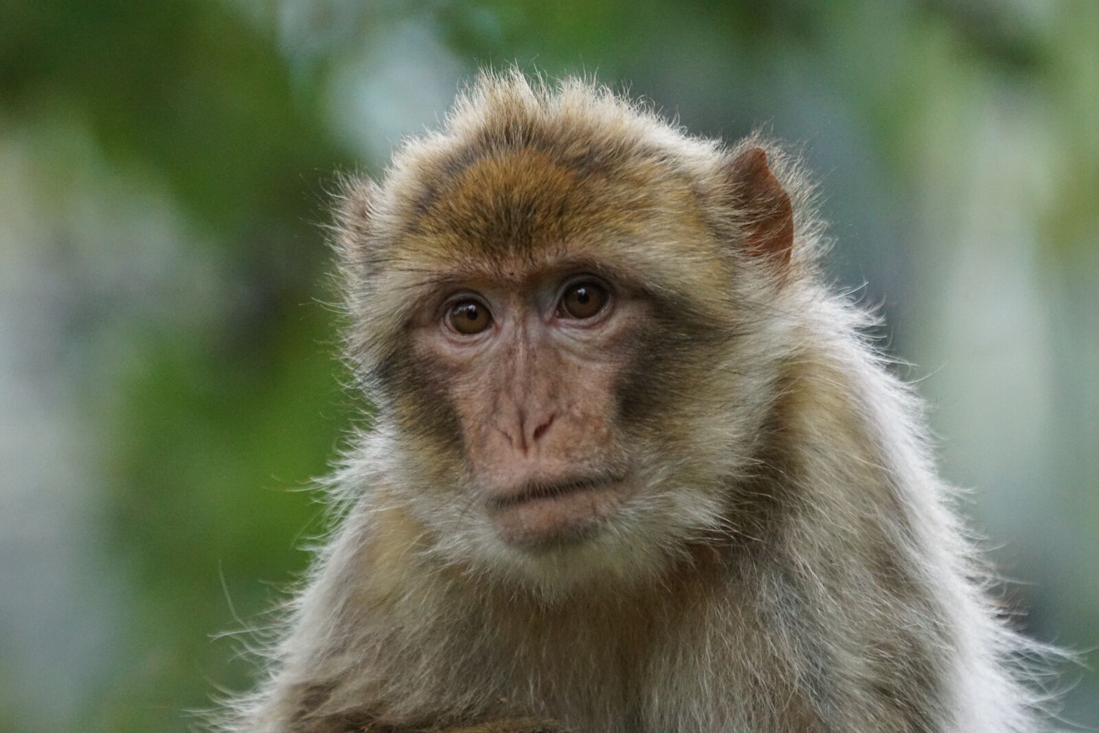Sony ILCA-77M2 + Sony 70-400mm F4-5.6 G SSM sample photo. Barbary ape, old world photography