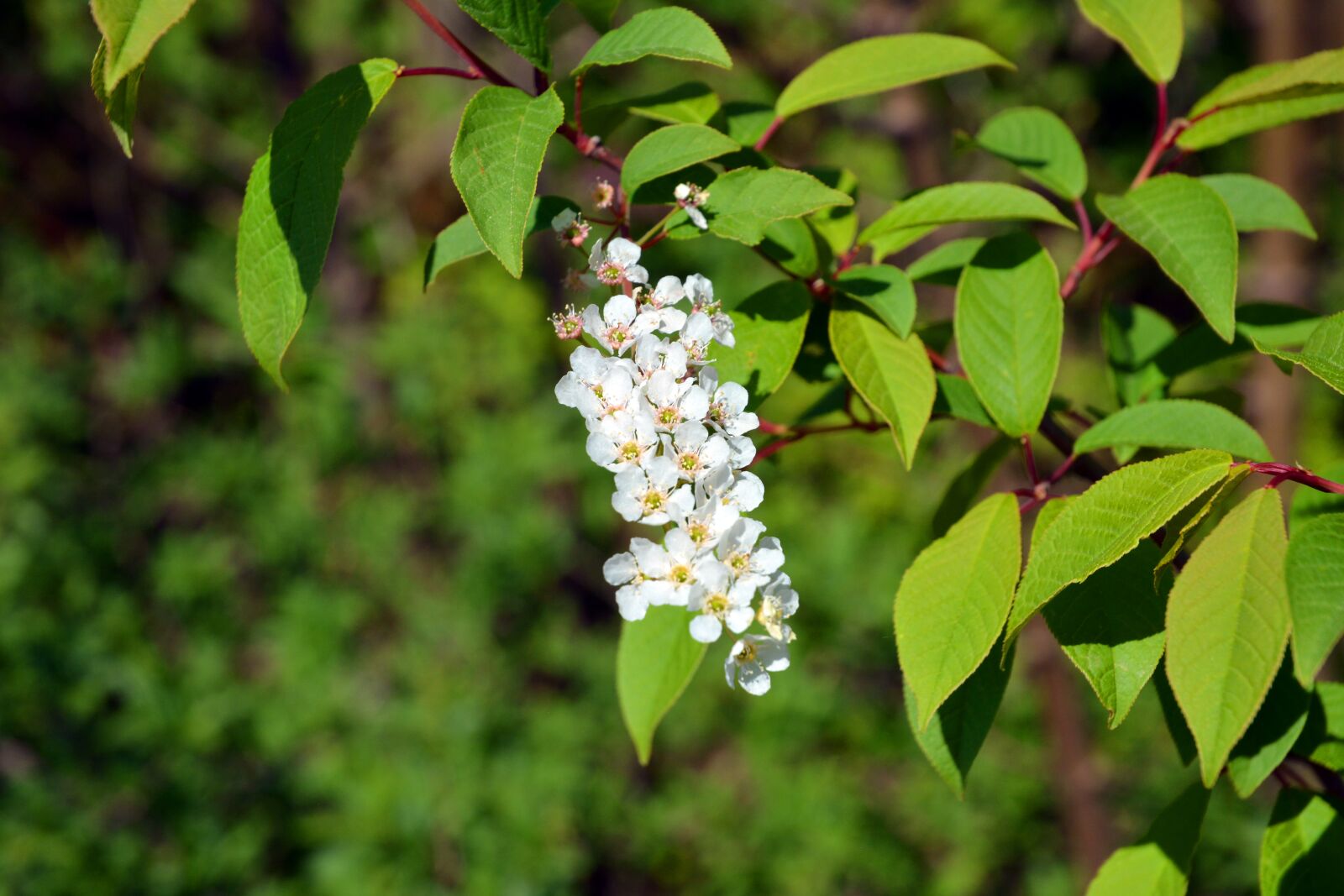 Nikon D5200 sample photo. Blossom, bloom, free photography