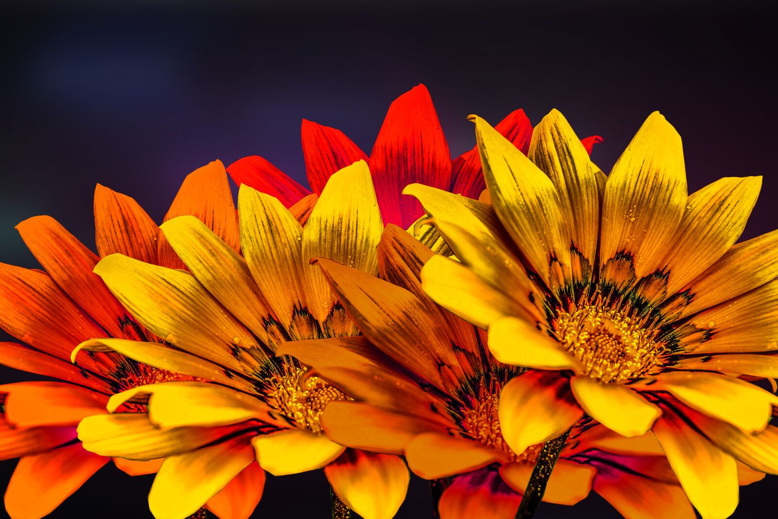 Nikon D3400 sample photo. Flower g rbel, yellow photography