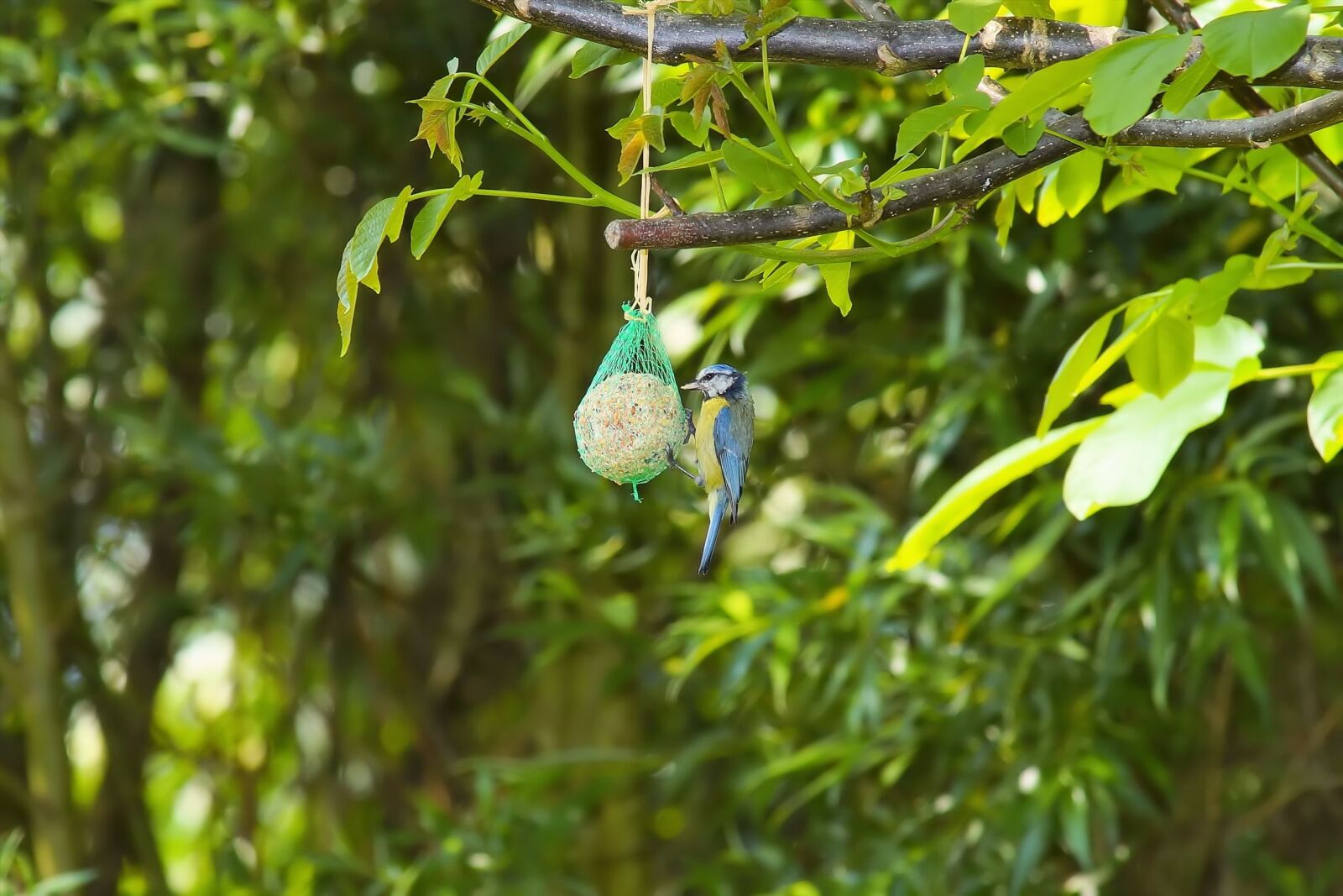 Sony a99 II sample photo. Walnut tree, bird, tit photography
