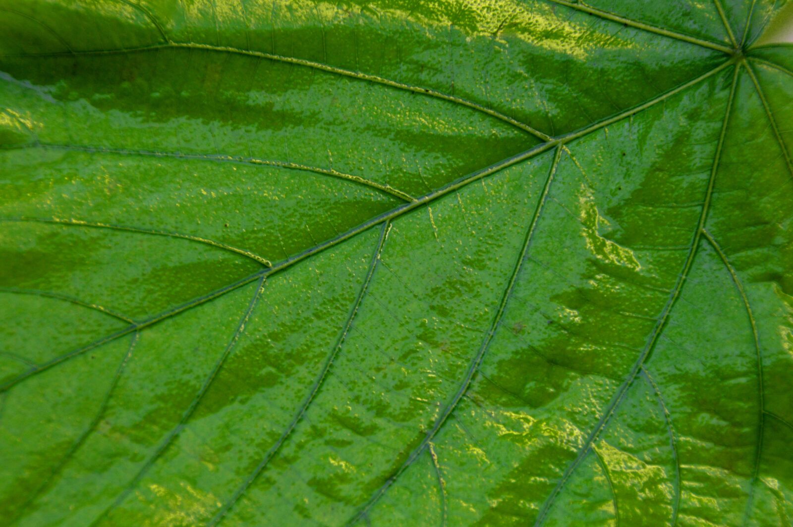 Nikon D3200 sample photo. Giant leaf, leaves, green photography