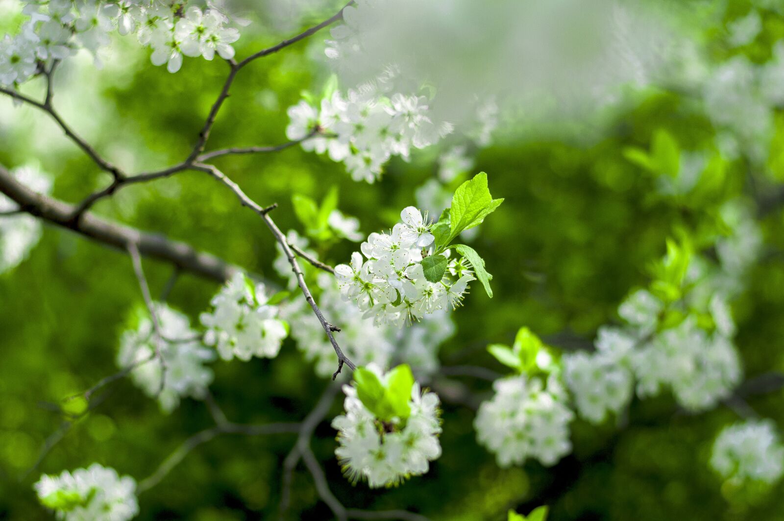Nikon D90 sample photo. Nature, tree, season photography