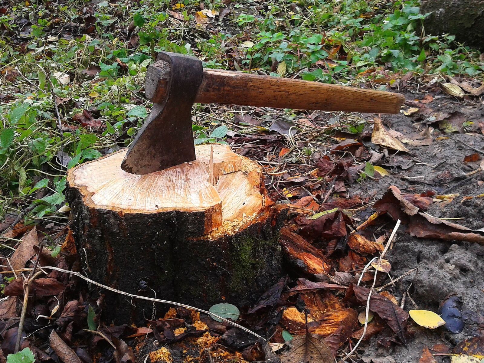 Samsung Galaxy Fit sample photo. Axe, stump, tree, cutting photography
