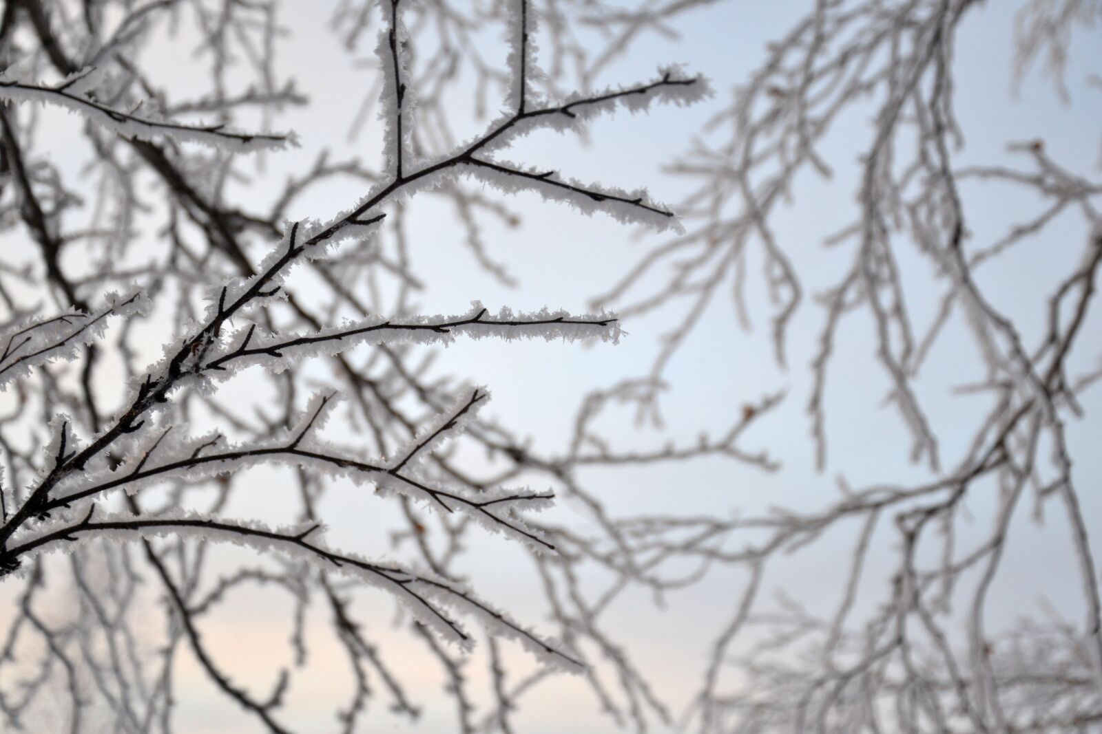 Nikon D3100 sample photo. Branch, leann, tree photography