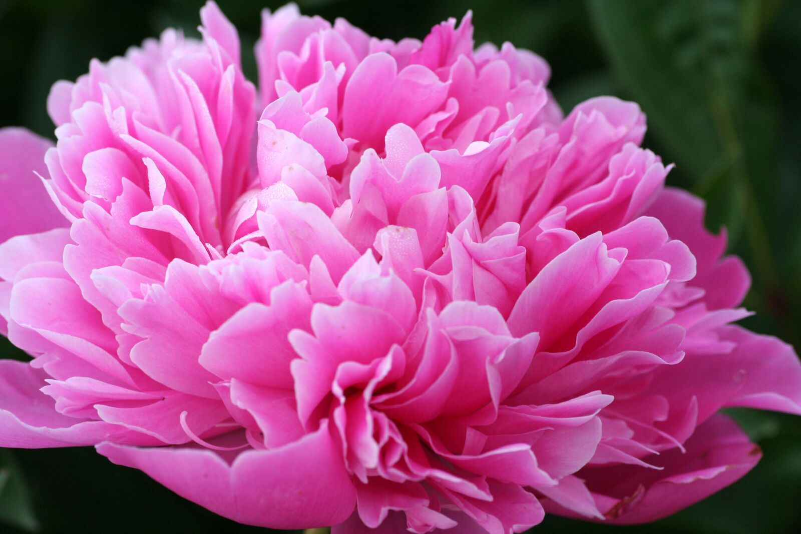Canon EOS 350D (EOS Digital Rebel XT / EOS Kiss Digital N) sample photo. Peony, flower, natural photography