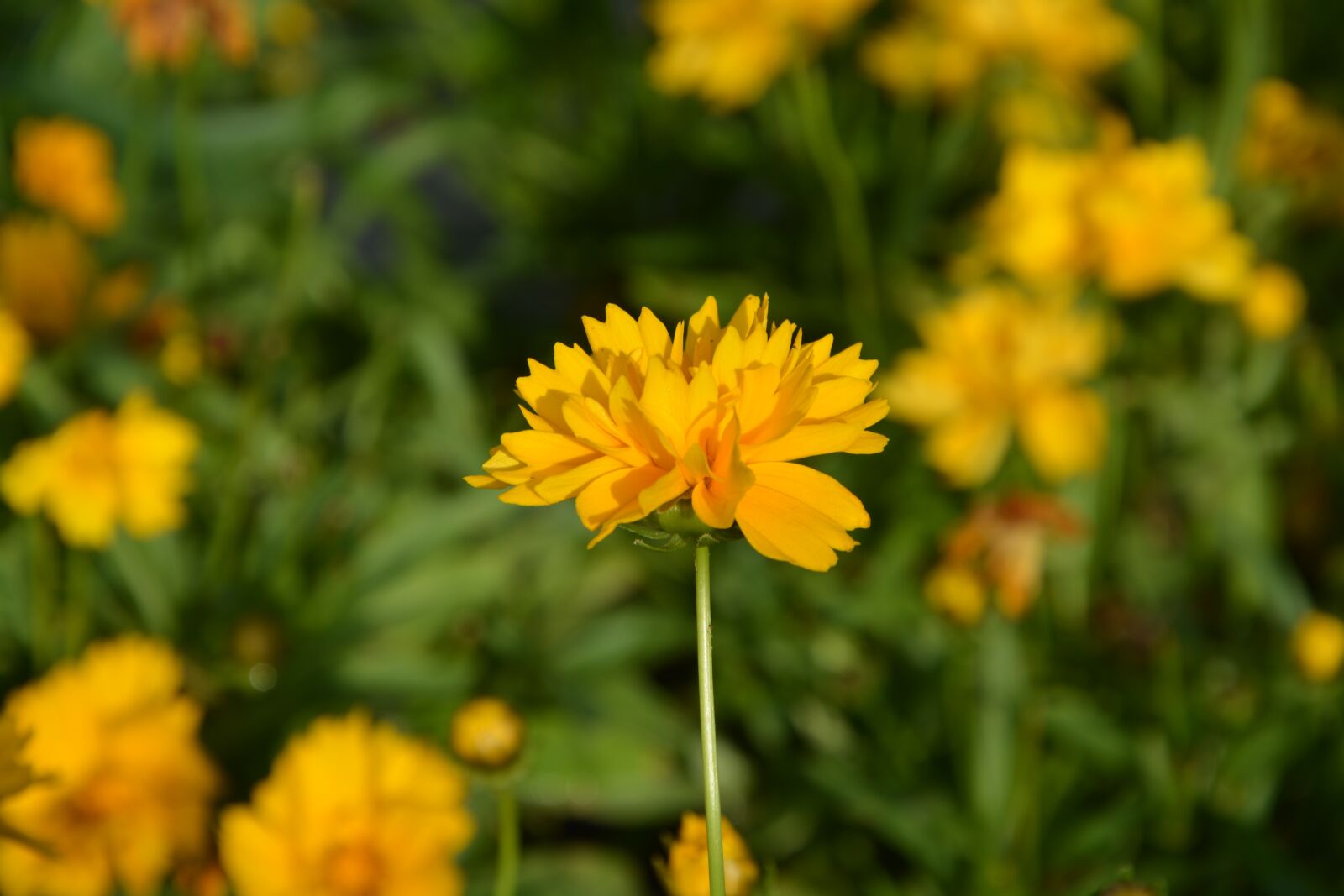 Nikon D5200 sample photo. Yellow flower, garden, nature photography