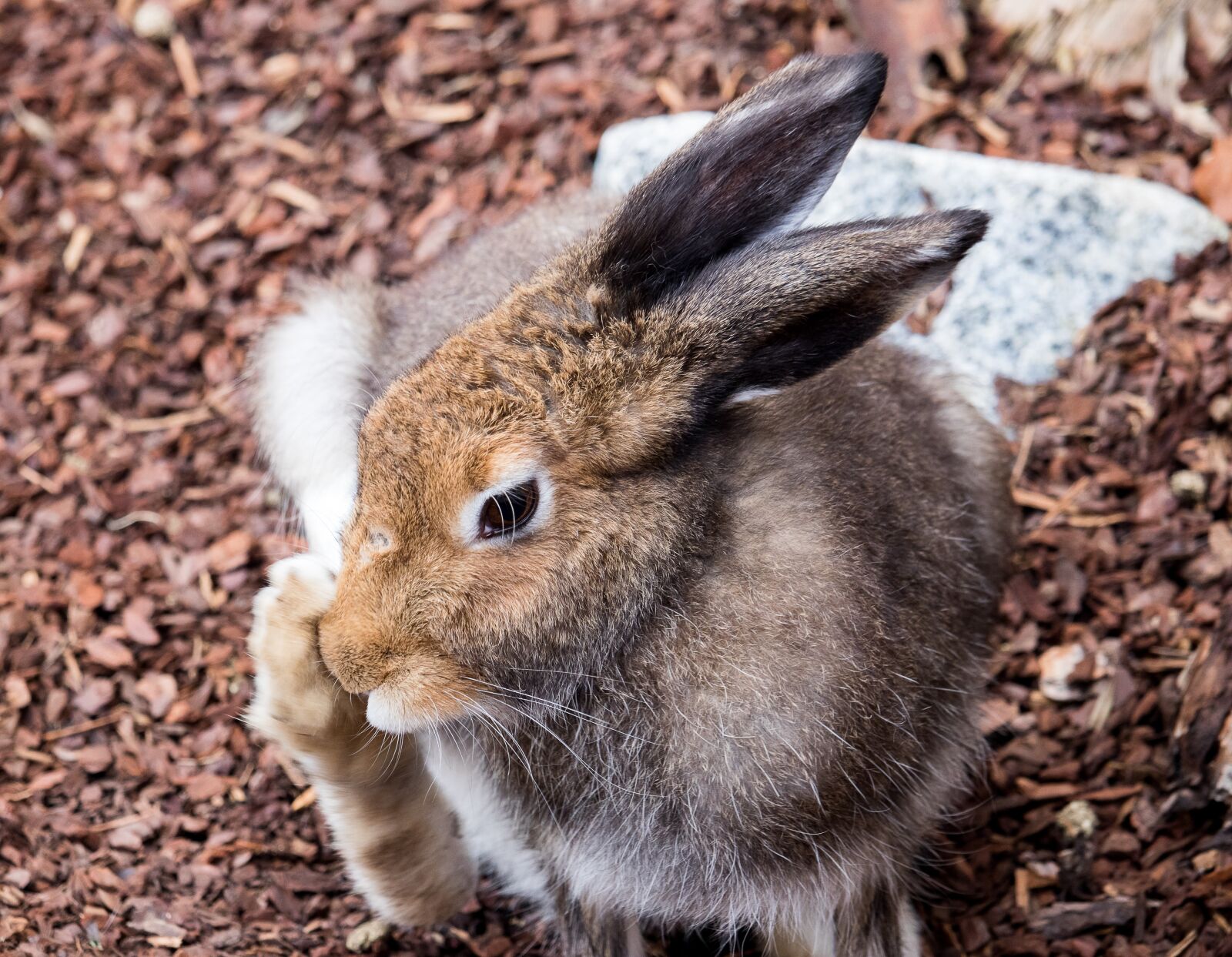 Canon EF-S 55-250mm F4-5.6 IS STM sample photo. Hare, animal, animal world photography