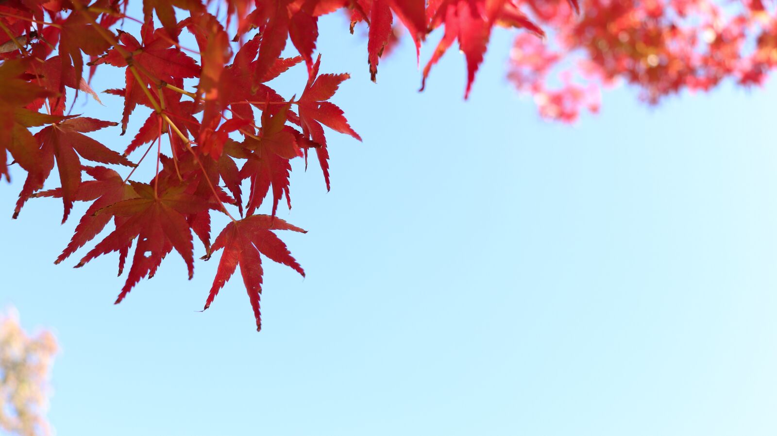 Canon EOS 200D (EOS Rebel SL2 / EOS Kiss X9) sample photo. Autumn leaves, wood, korea photography