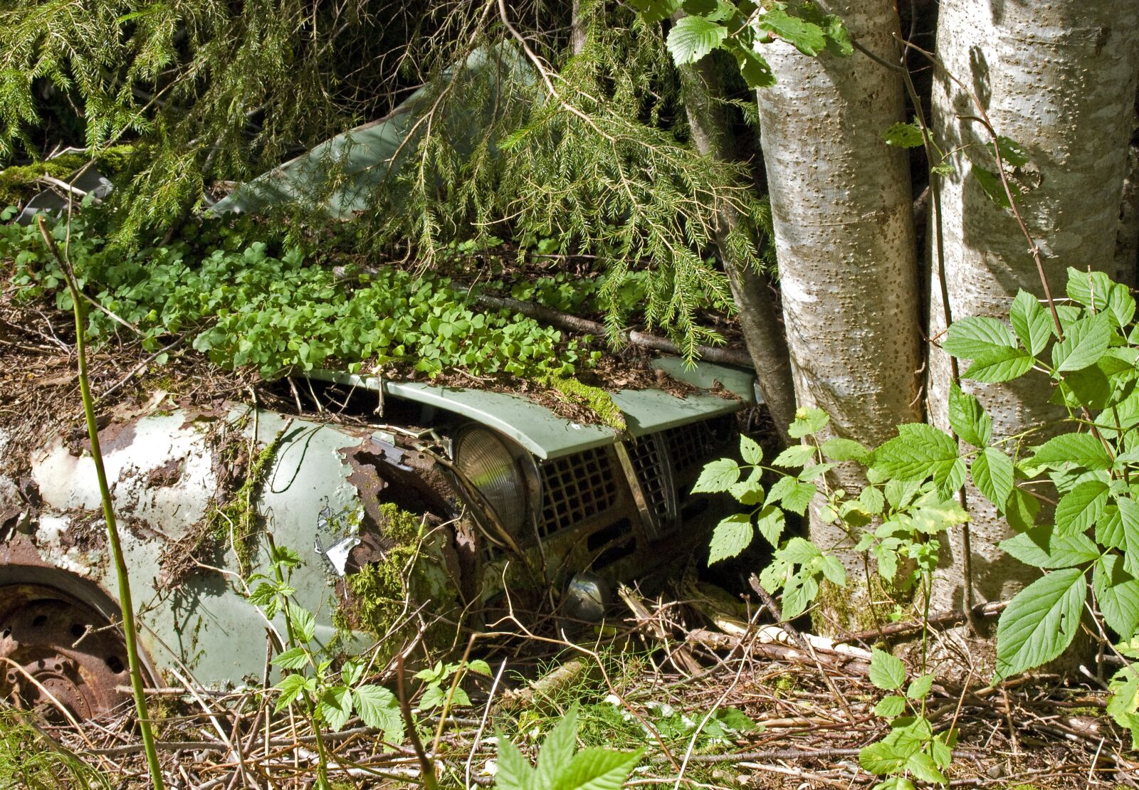 Olympus E-520 (EVOLT E-520) sample photo. Car, woods, vehicle photography