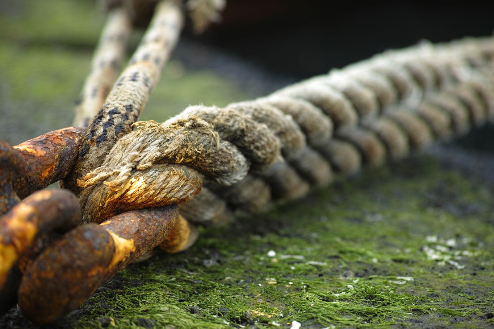 Sigma DP3 Merrill sample photo. Rope, old, daniel photography