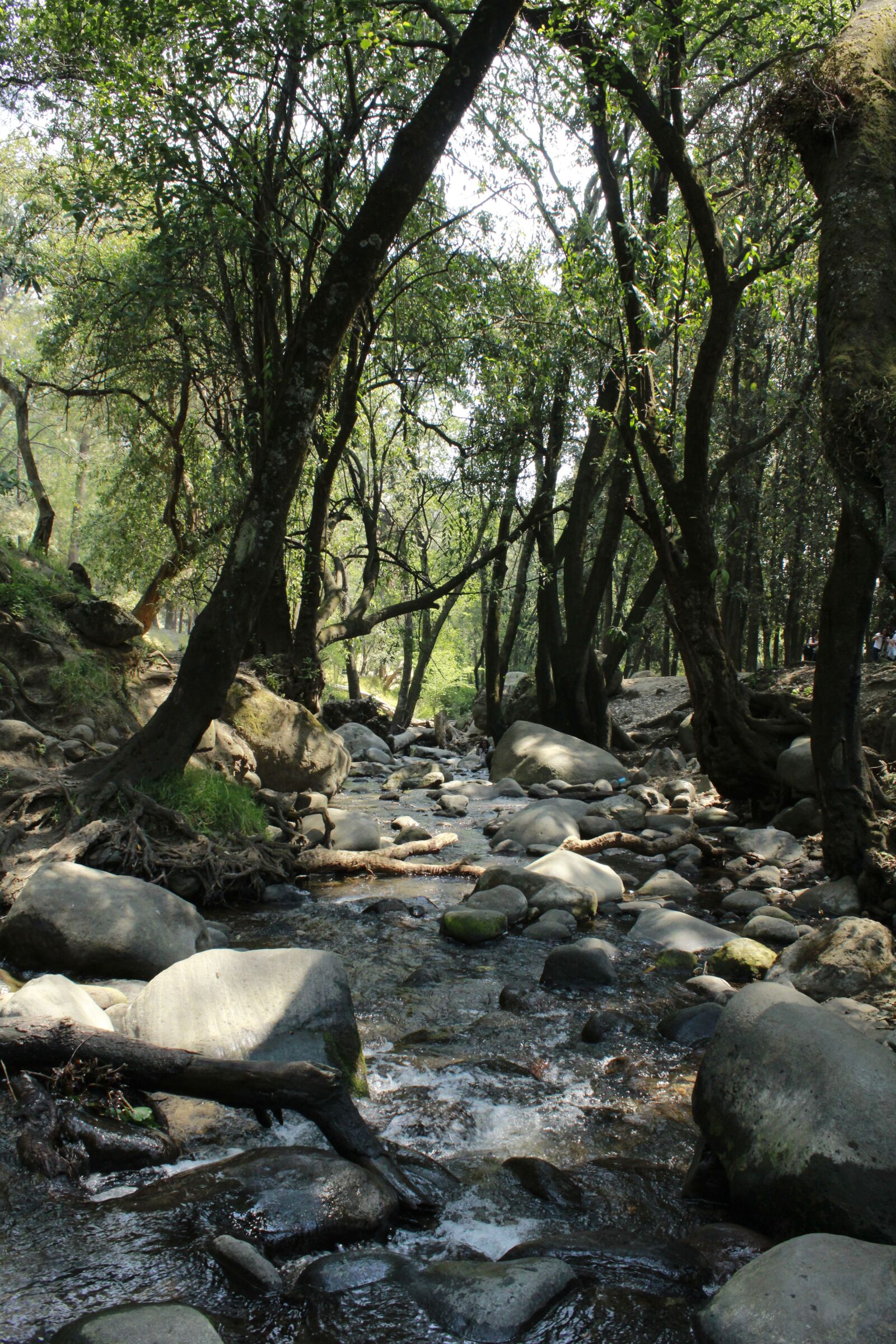 Canon EOS 1200D (EOS Rebel T5 / EOS Kiss X70 / EOS Hi) sample photo. Trees, nature, rio photography